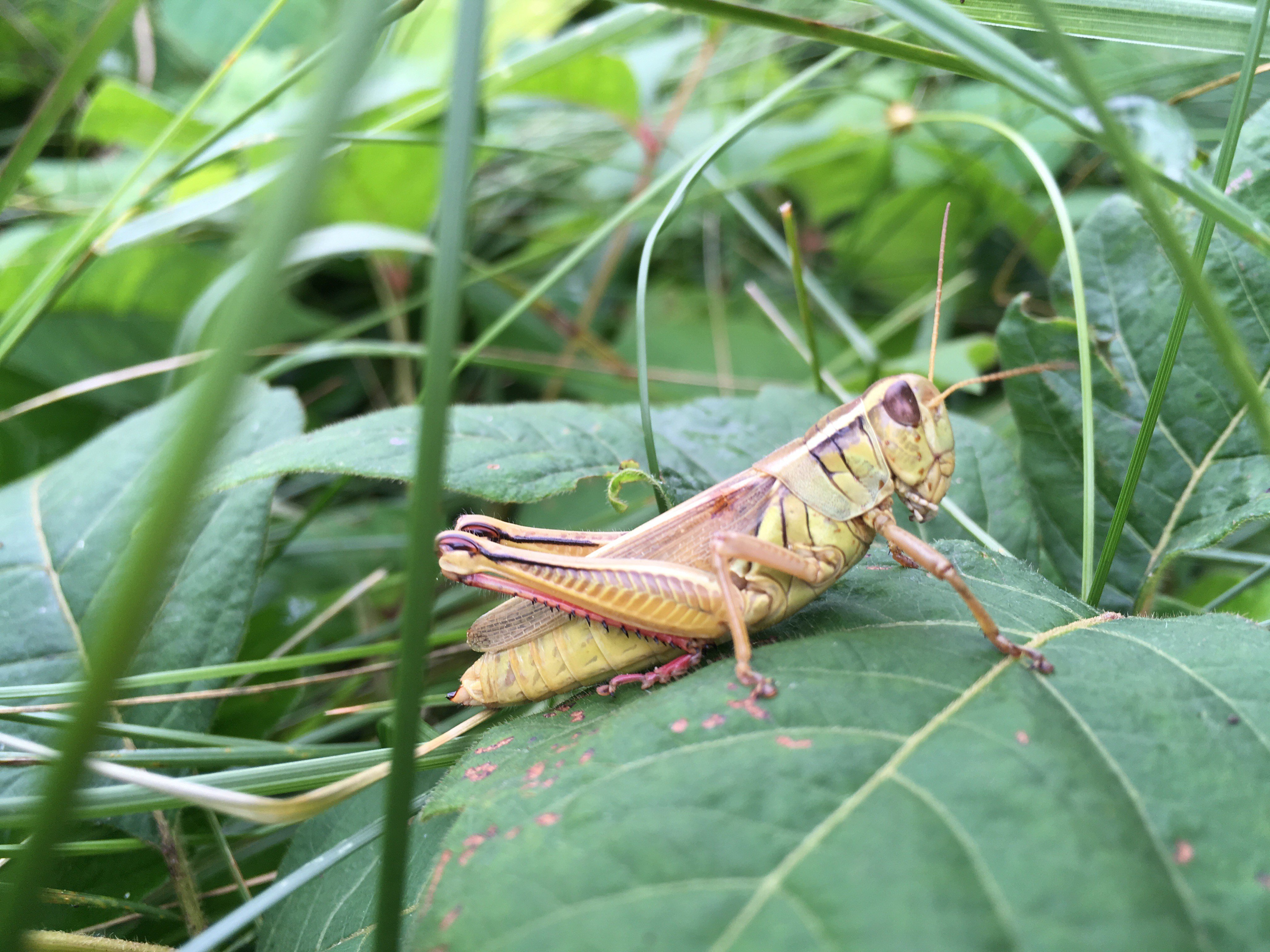 Кузнечик ящерица ястреб. Иглистый дьявол кузнечик. Кузнечик Луговой. Grasshopper (кузнечик,1946 Locust). Кузнечик листокрылый.