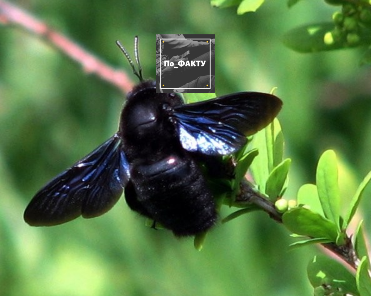 Черное насекомое похожее. Шмель древоточец. Шершень Шмель черный. Большая черная Муха с синими крыльями. Пчела-плотник обыкновенная (Xylocopa Valga).