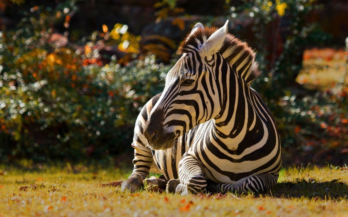 Зебра животное