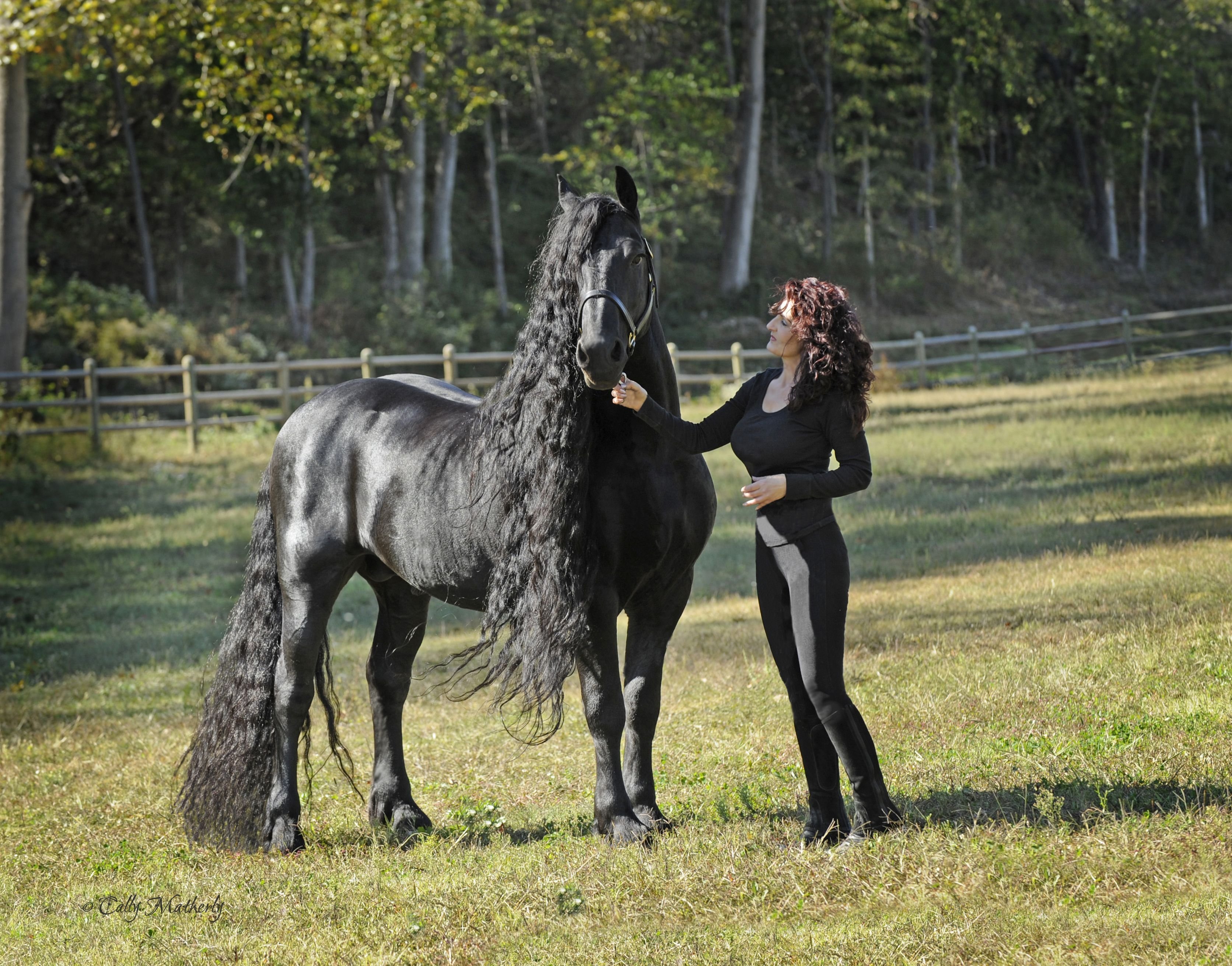 Про черного коня. Фредерик Великий лошадь. Фризский жеребец Фредерик Великий.