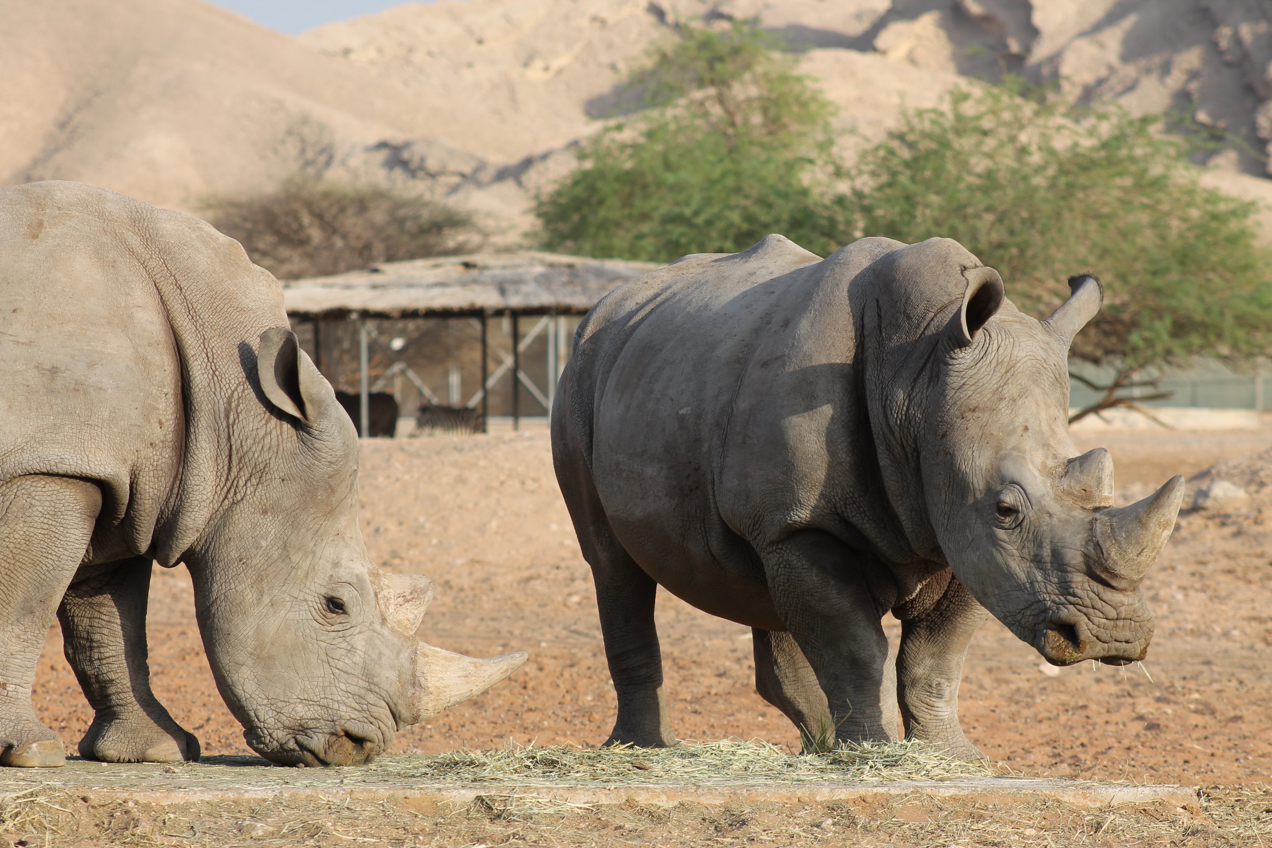 Носорог это какое животное. Эволюция носорога. Индийский носорог. Северный носорог. Комодоносороги.