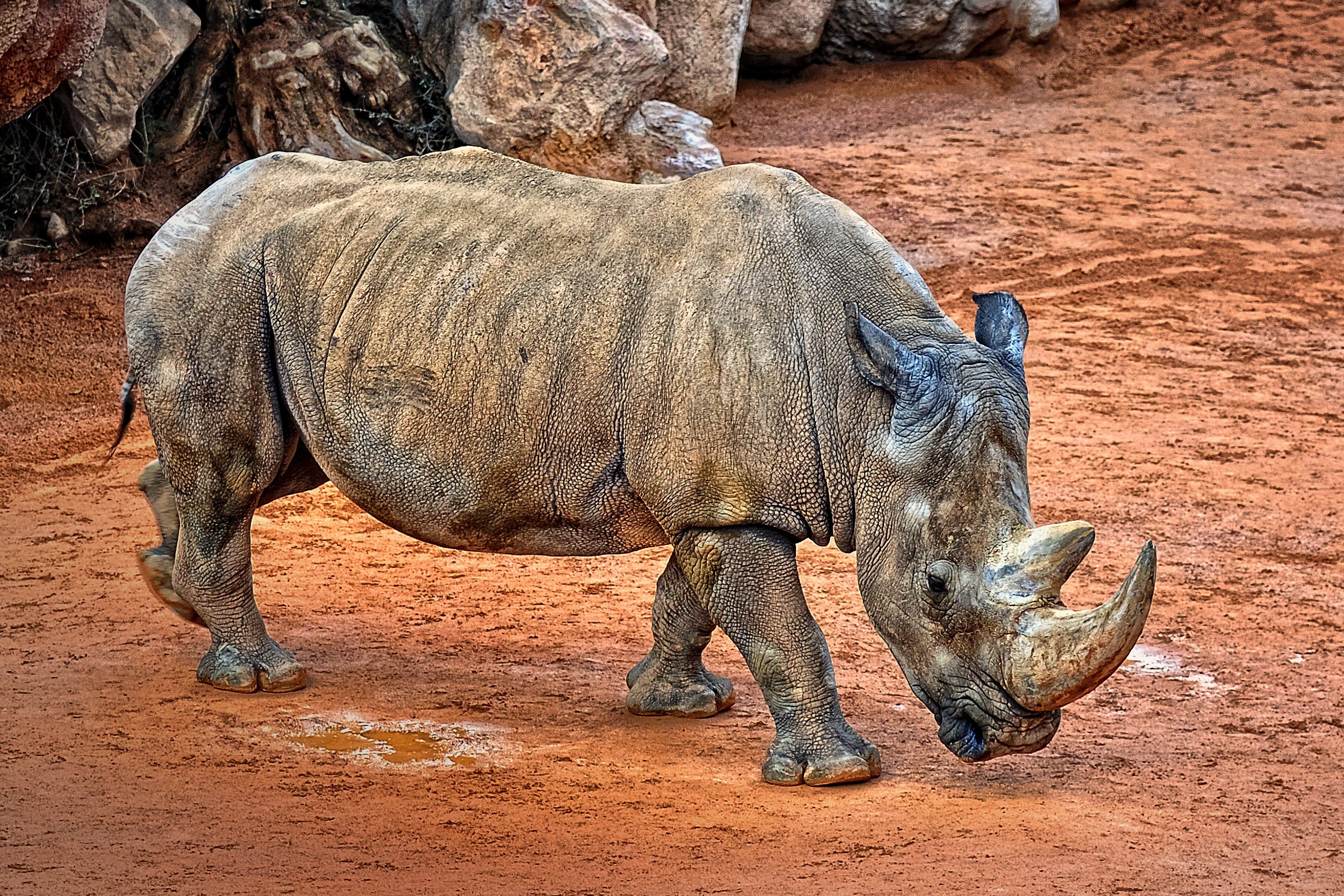 Как называют носорога. Ceratotherium simum. Белый носорог. Белый носорог фото. Индийский носорог.