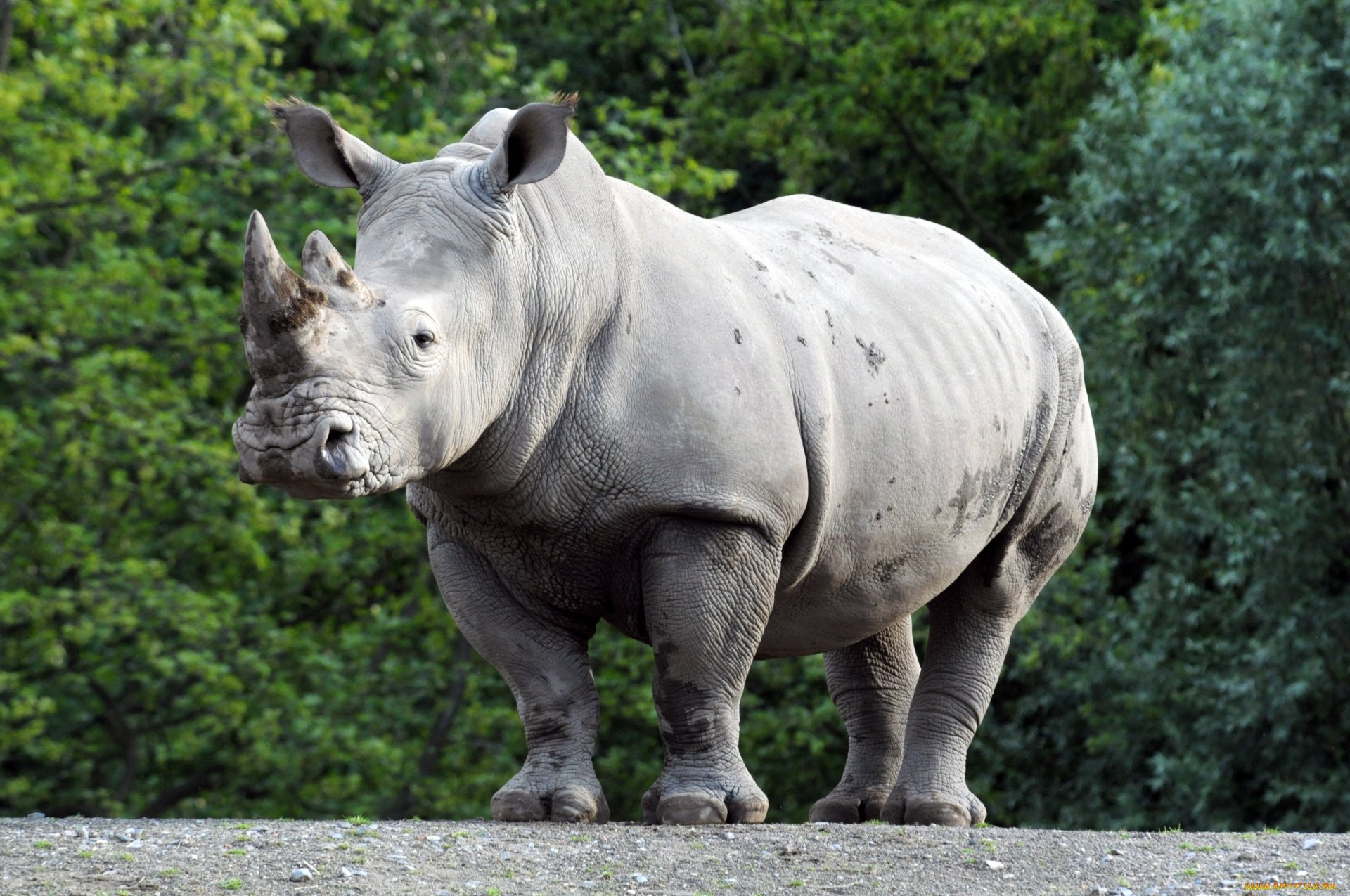 Как называют носорога. Grey Nosorog. Носорог Стерлитамак. Белый носорог. Северный носорог.