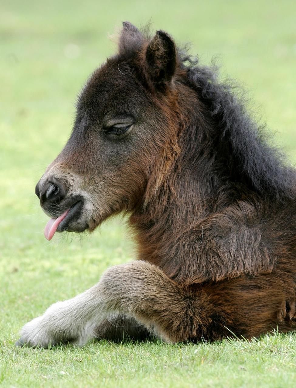 Маленькая лошадка пони. Фалабелла лошадь. Шетландский пони жеребенок. Шетлендский пони с жеребенком. Пони Фалабелла.