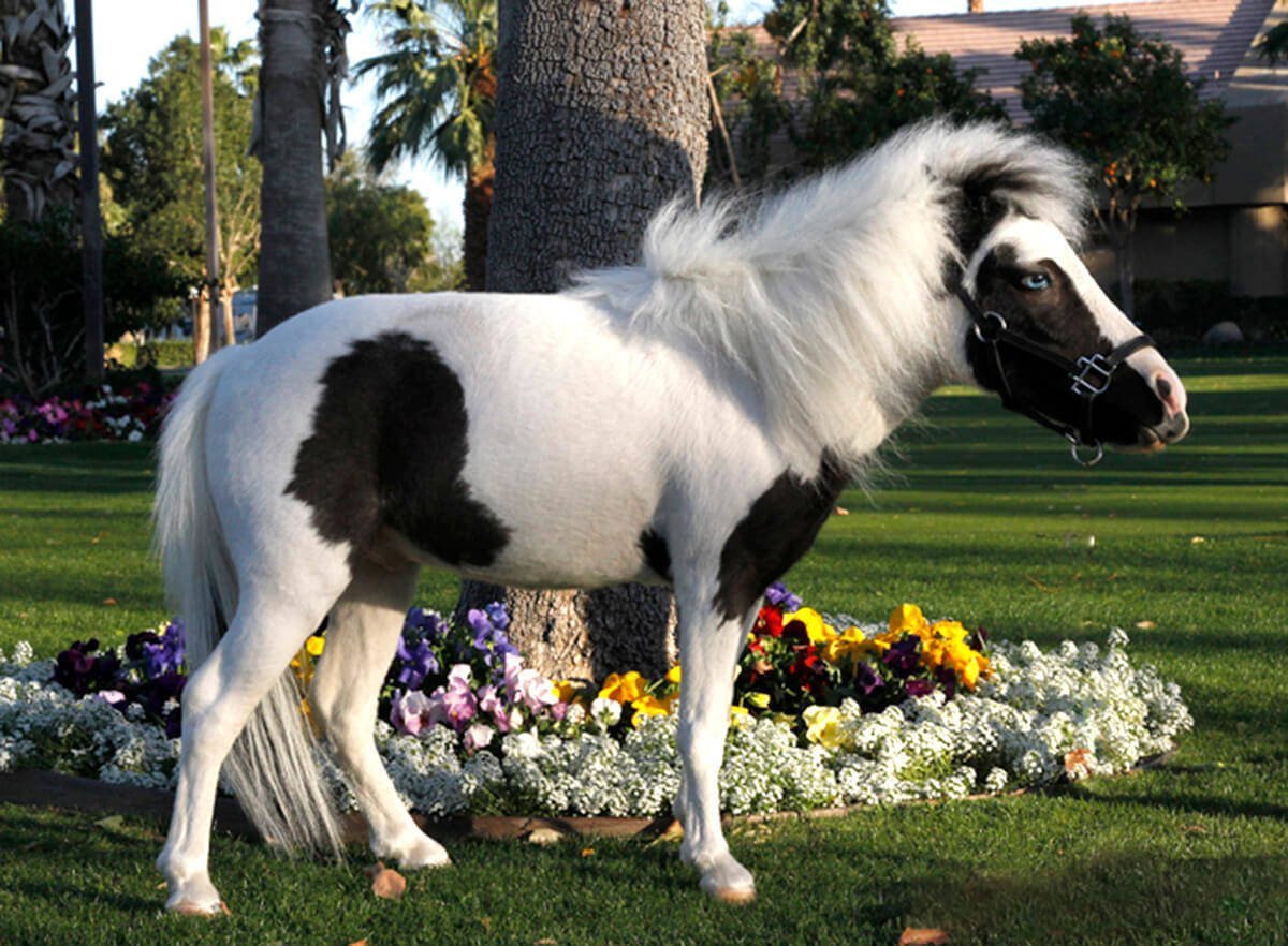 Наименьшая лошадь в мире. Фалабелла пегая. Лошади породы Фалабелла. Литтл Пампкин лошадь. Пони Фалабелла.