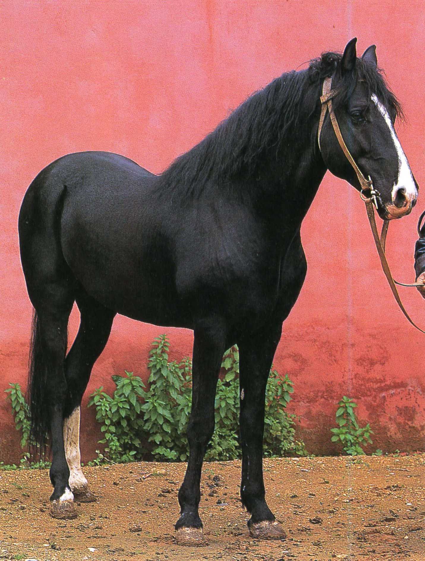 Кабардинская лошадь масть. Берберийская порода лошадей. Арабо-берберийская лошадь. Берберийская лошадь порода лошадей. Берберийская лошадь Вороная.