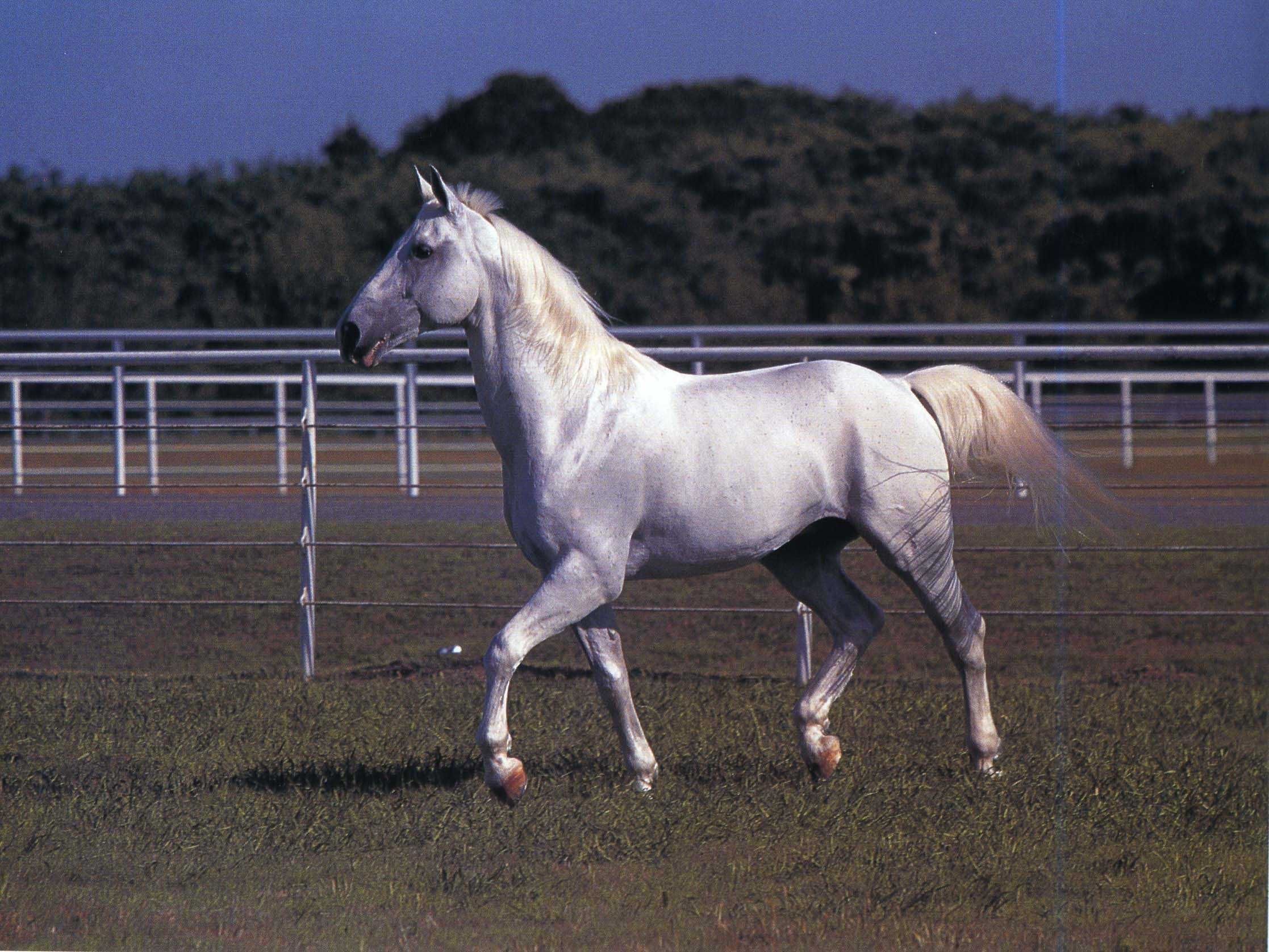 Порода самой дорогой лошади. Липицианская порода. Лошади липицианской породы. Липициа́нская порода лошадей. Липпицианская лошадь масти.