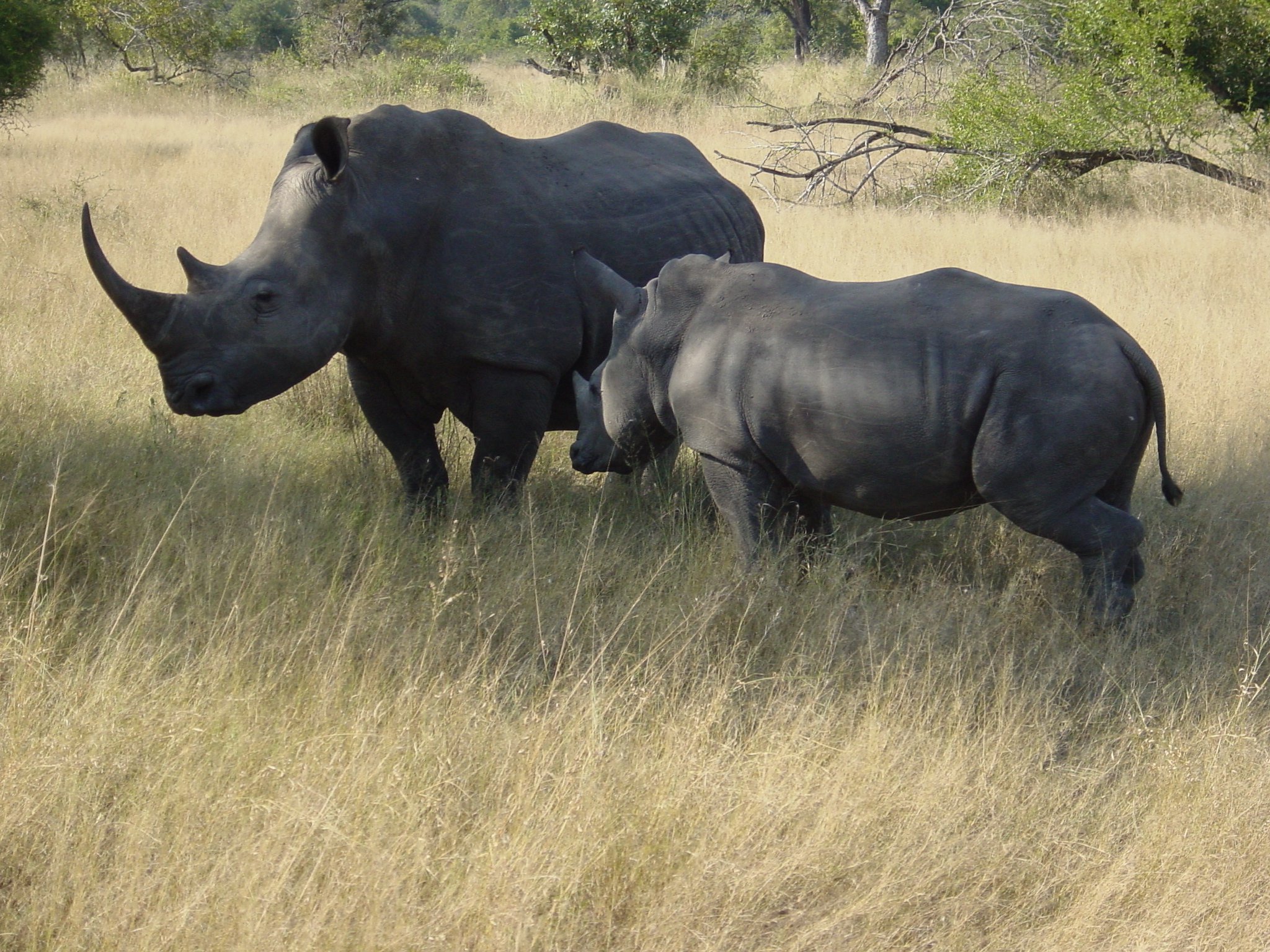 Страна носорогов. Носорог Эфиопия. Носорог в Африке. Носорог в саванне. Африканский черный носорог.