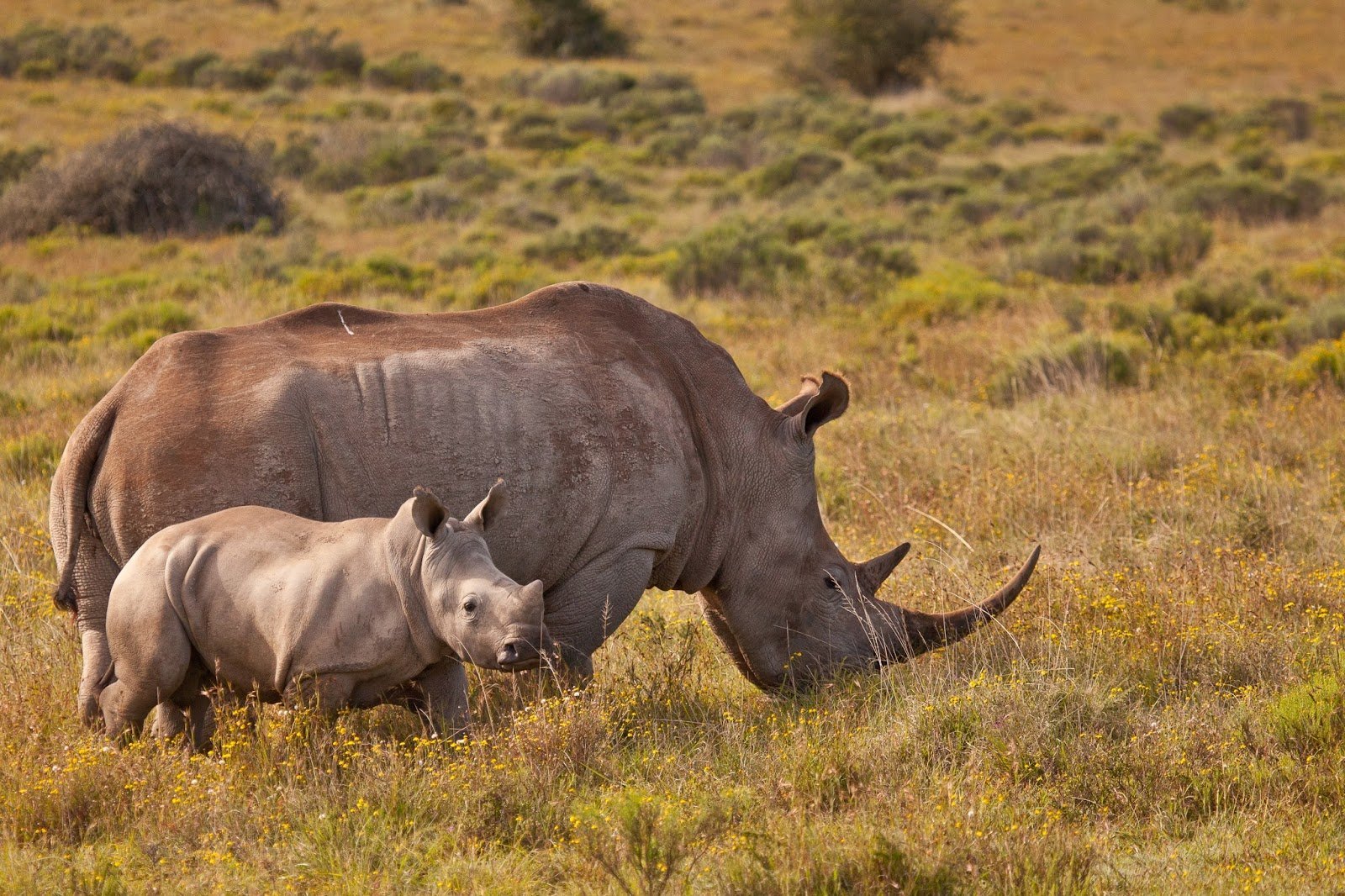 Носорог природная зона. Животные Африки саванны Африки носорог. Носорог в саванне. Животные саванны Африки для детей. Африканский носорог.