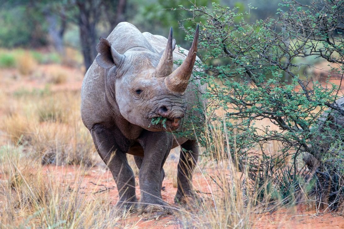 Бело черный носорог. Африканский черный носорог. Африканский белый носорог. Африканский черный носорог носорог. Белый носорог в Африке.
