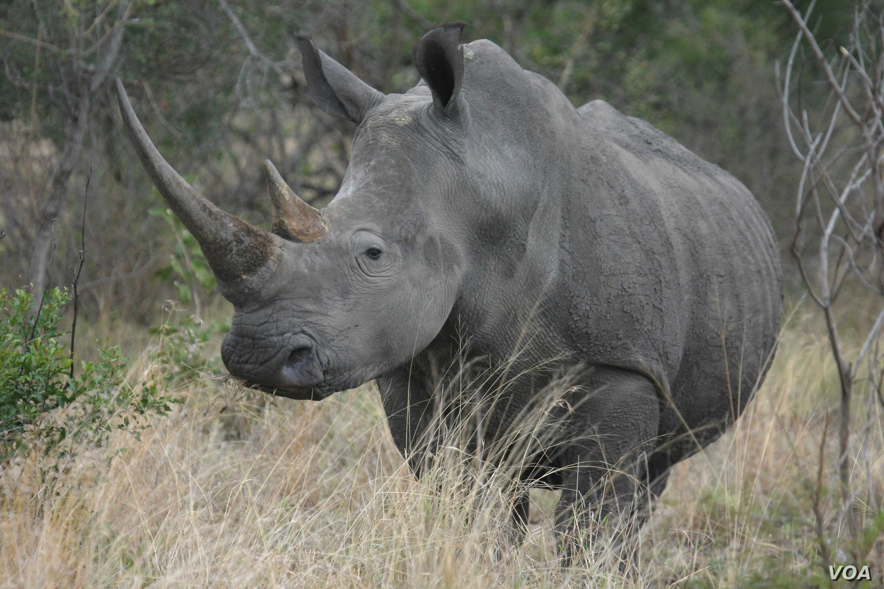 Бело черный носорог. Африканский черный носорог. Rhino Африкан. Африканский белый носорог. Носорог Эфиопия.
