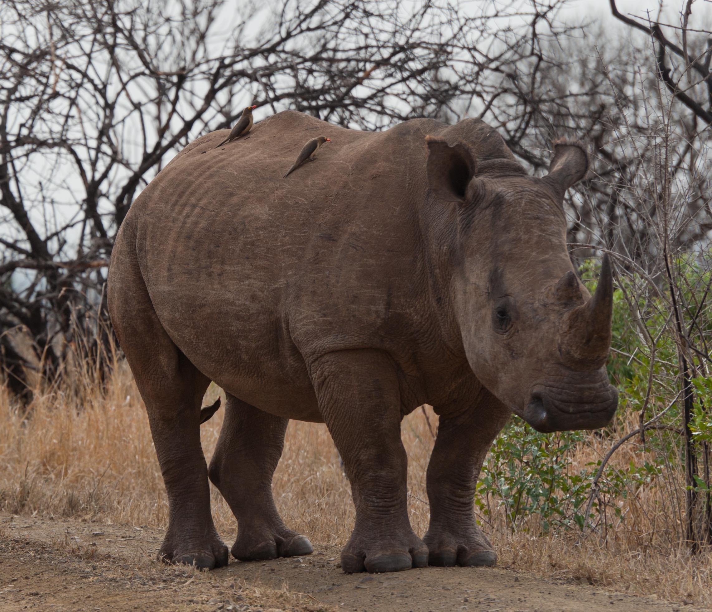 Страна носорогов. Носорог в саванне. Животные Африки носорог. Саванна Кения носорог. Животные саванны Африки носорог.