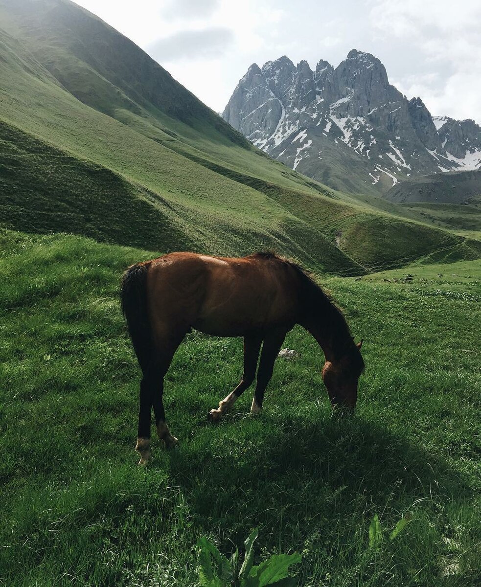 Учкулан горы лошади