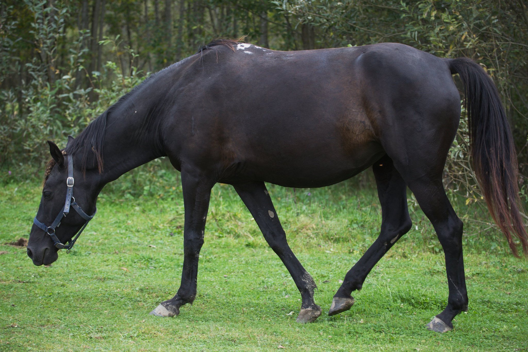 Кабардинская лошадь масть. Вороная Кабардинская лошадь. Жеребец карачаевской породы Тулпар. Англо-Кабардинская лошадь. Шагди лошадь.