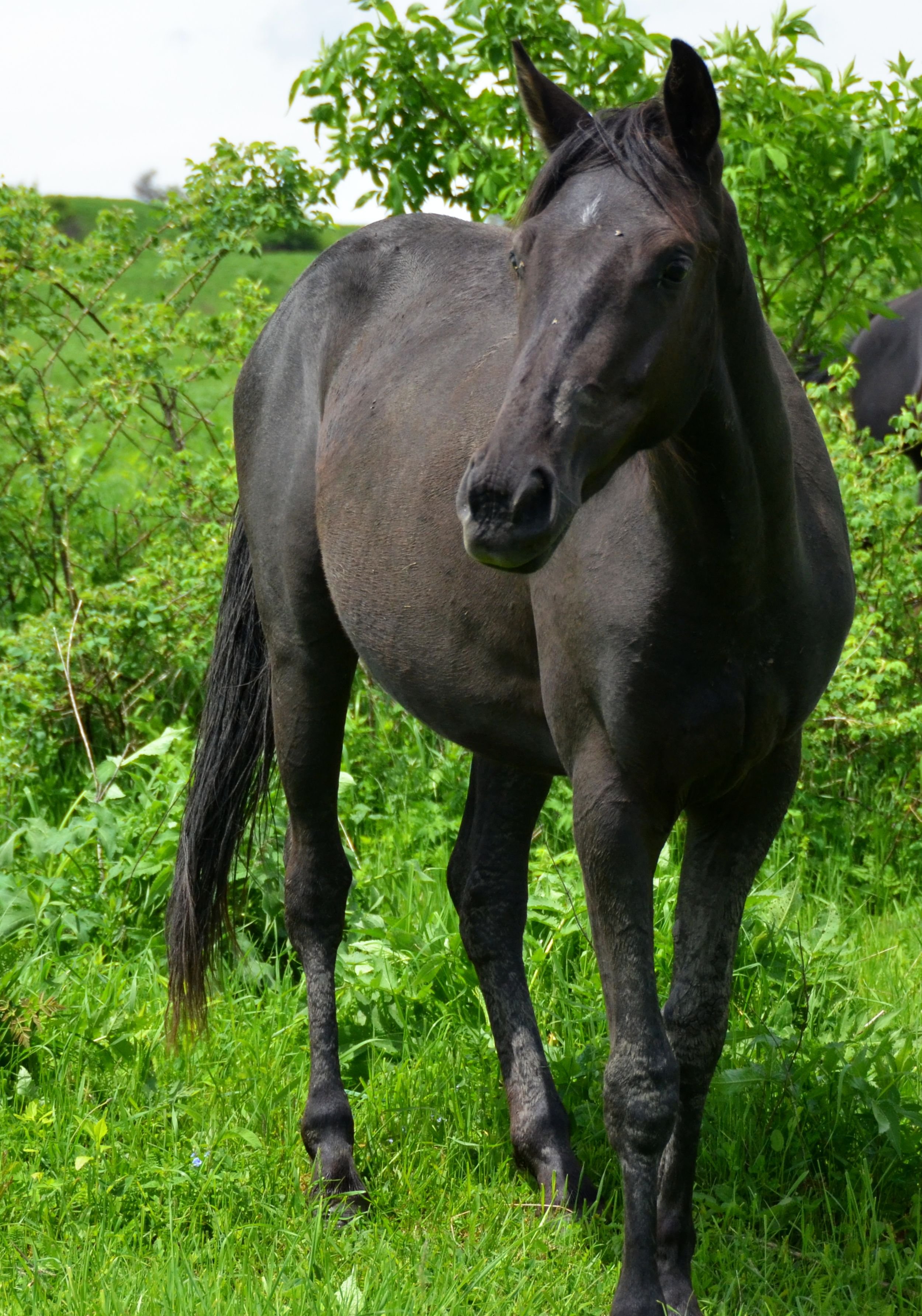 Кабардинская чистокровная порода лошадей