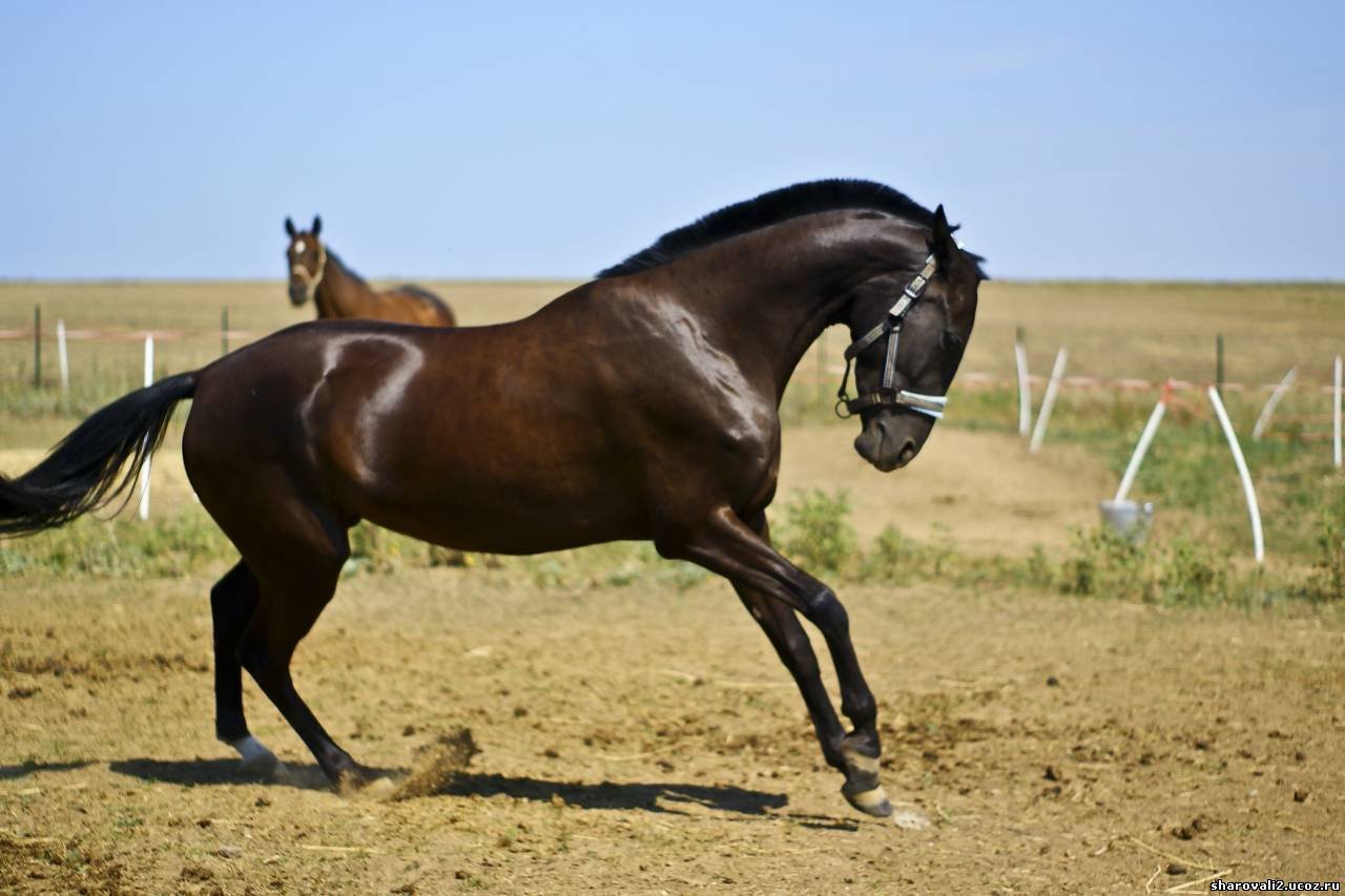 Ахалтекинская лошадь Туркменистан