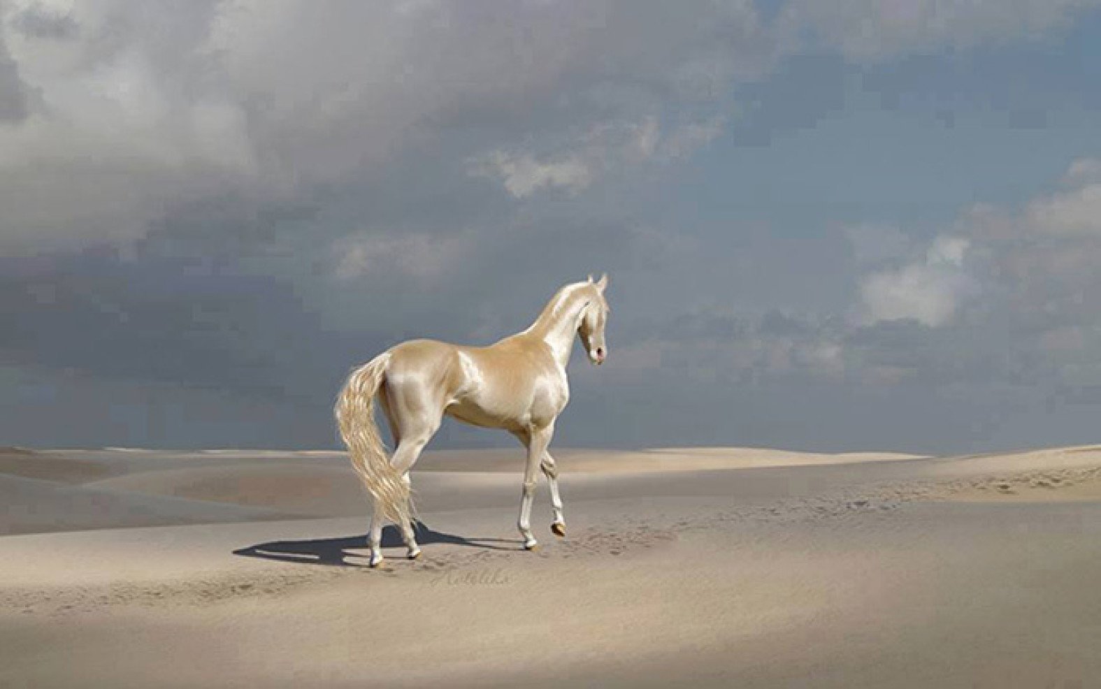 Самые дорогие коне. Изабелловая масть ахалтекинец. Ахалтекинская лошадь Золотая. Изабелловая Ахалтекинская лошадь. Изабелловая масть лошади.