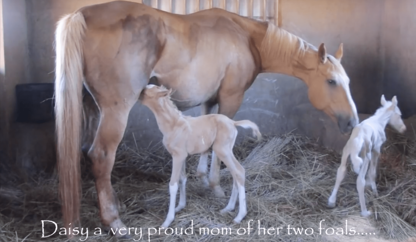 Чем самка домашней лошади выкармливает своих жеребят. Новорожденные жеребята. Новорожденный жеребенок.