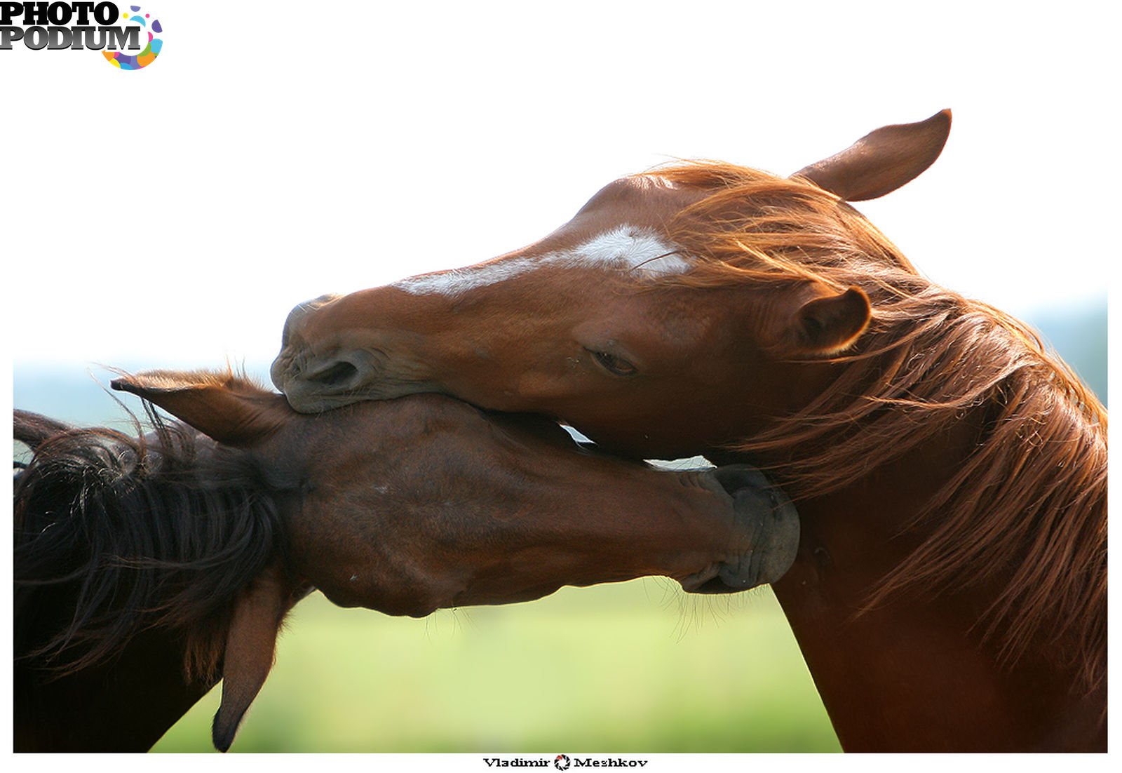 Друзья лошадки. Лошади. Две лошади. Любовь лошадей. Пара лошадей.