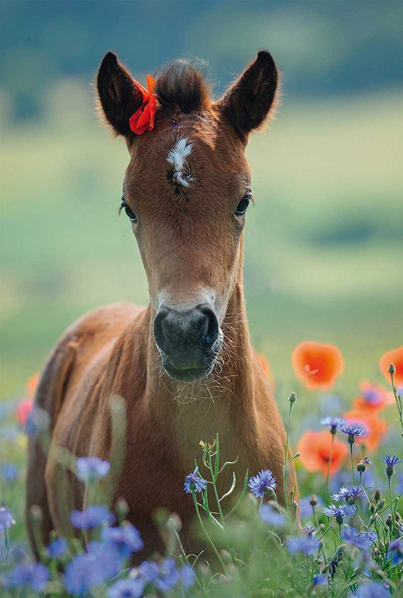 Милые лошадки. Жеребон. Лошадь в цветах. Жеребенок в цветах. Красивые жеребята.