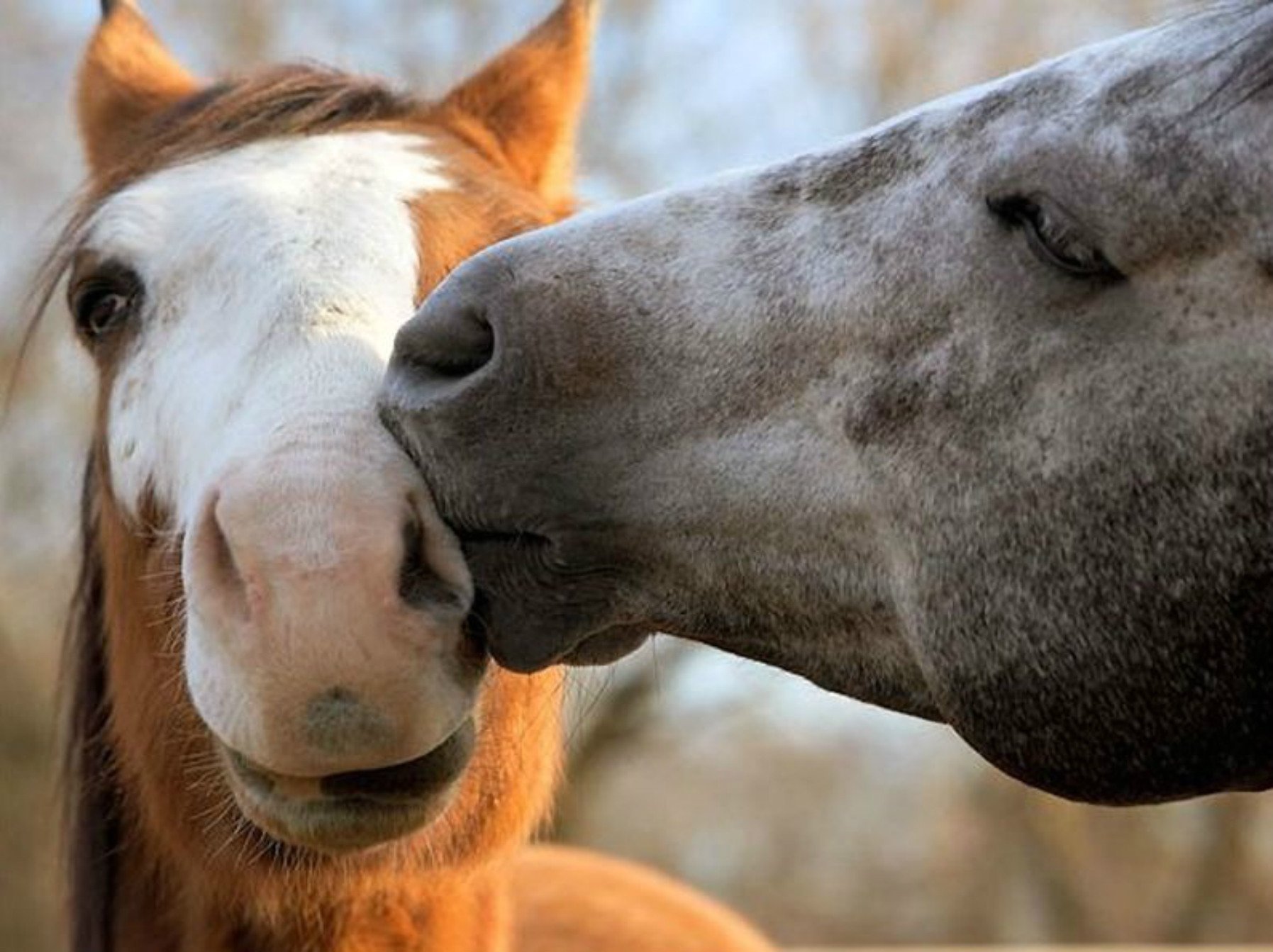 Добрая лошадка. Лошади. Влюбленные лошади. Милые лошади. Лошадь целует.