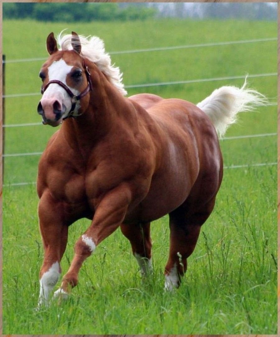 Толстая лошадь
