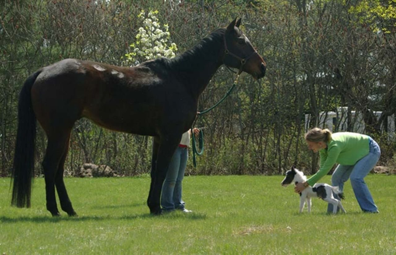 Наименьшая лошадь в мире. Литтл Пампкин самая маленькая лошадь в мире. Фалабелла лошадь. Рост лошади Фалабелла. Пони Фалабелла рост.