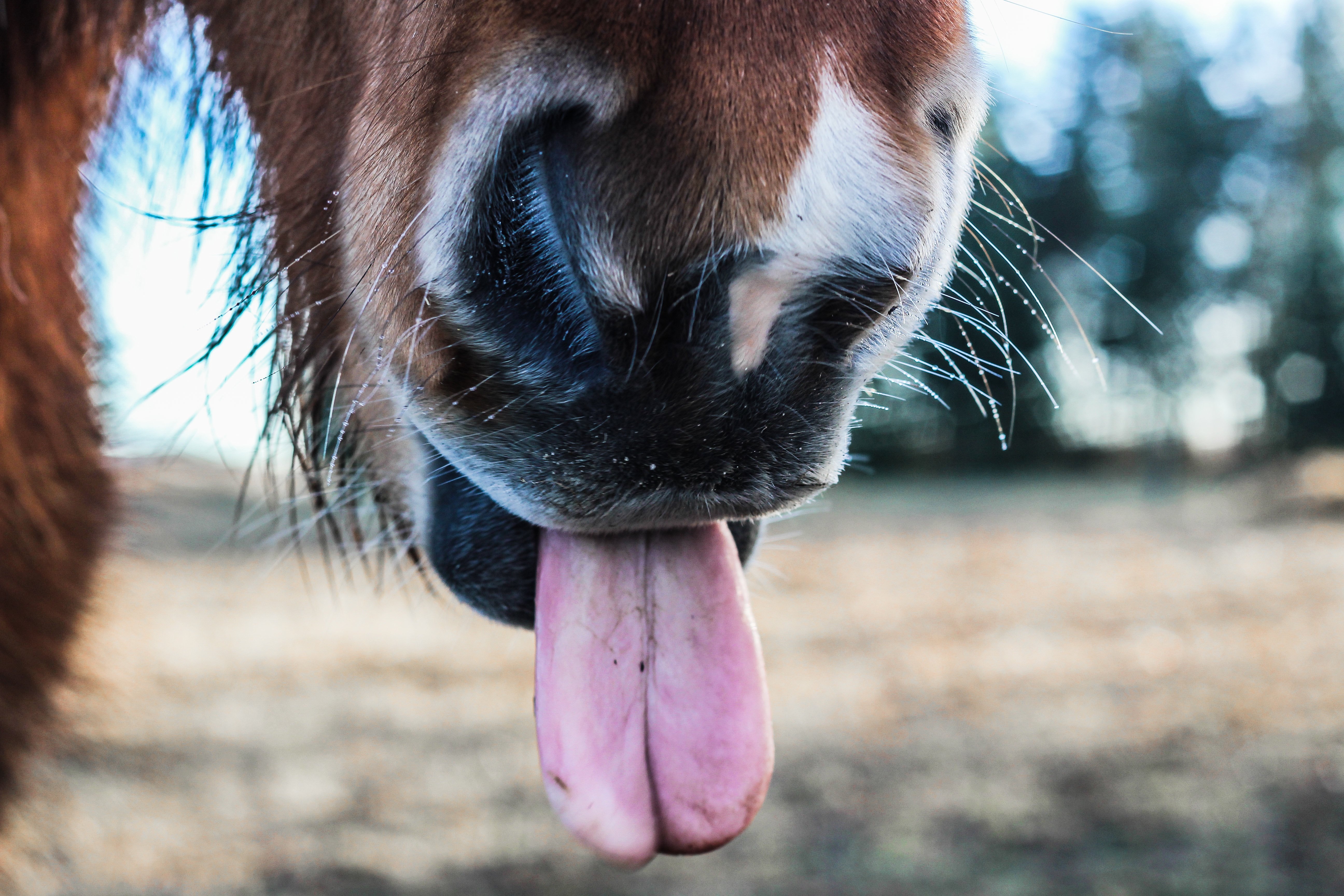 Включи язык зверей. Смешная лошадь. Лошадь с высунутым языком. Морда лошади. Морда коня смешная.