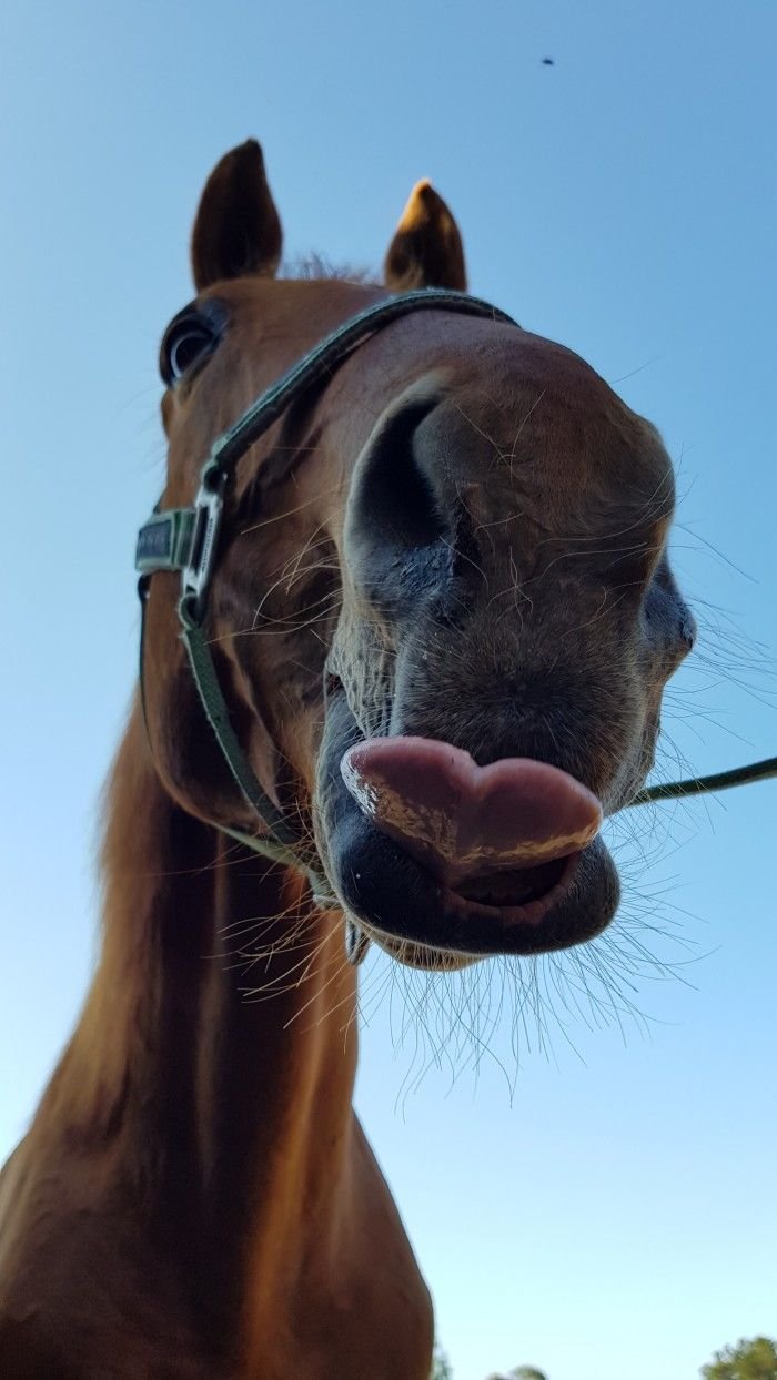 Лошадка язык. Смешная лошадь. Лошадь улыбается. Забавные лошадки. На смешном коне.