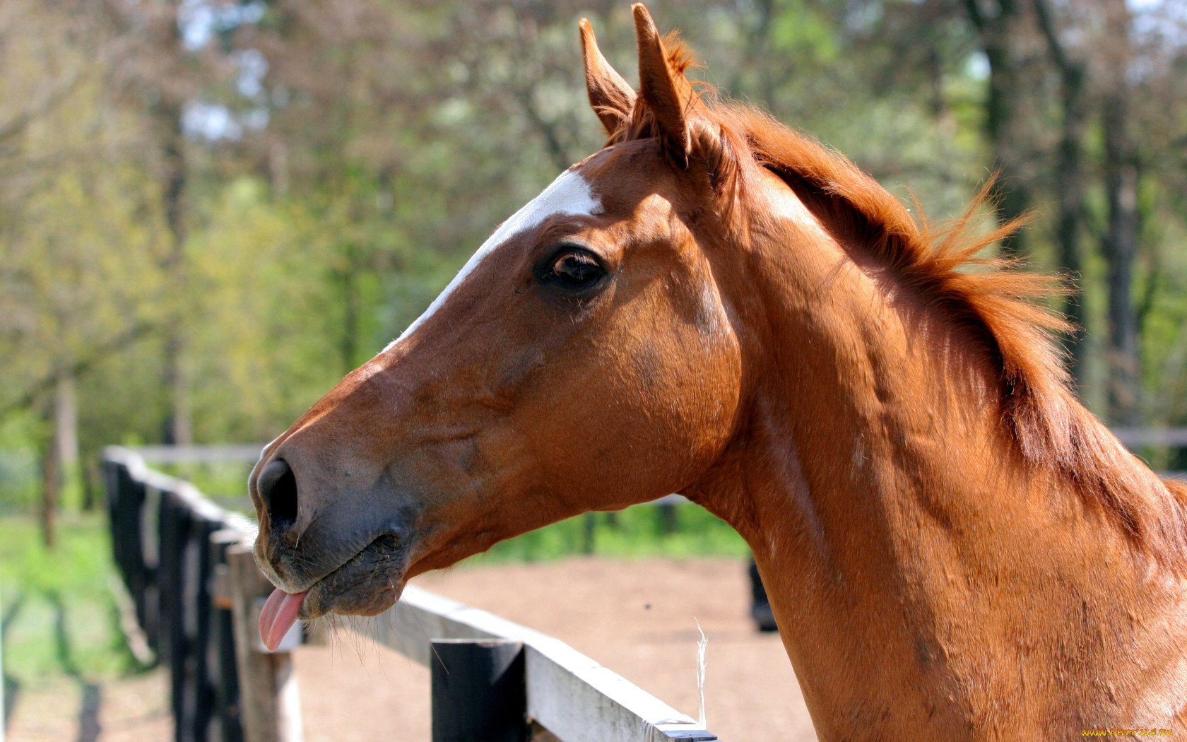 Лошадка язык. Рыжая лошадь. Рыжая лошадь морда. Конь рыжий. Рыжий конь смешной.