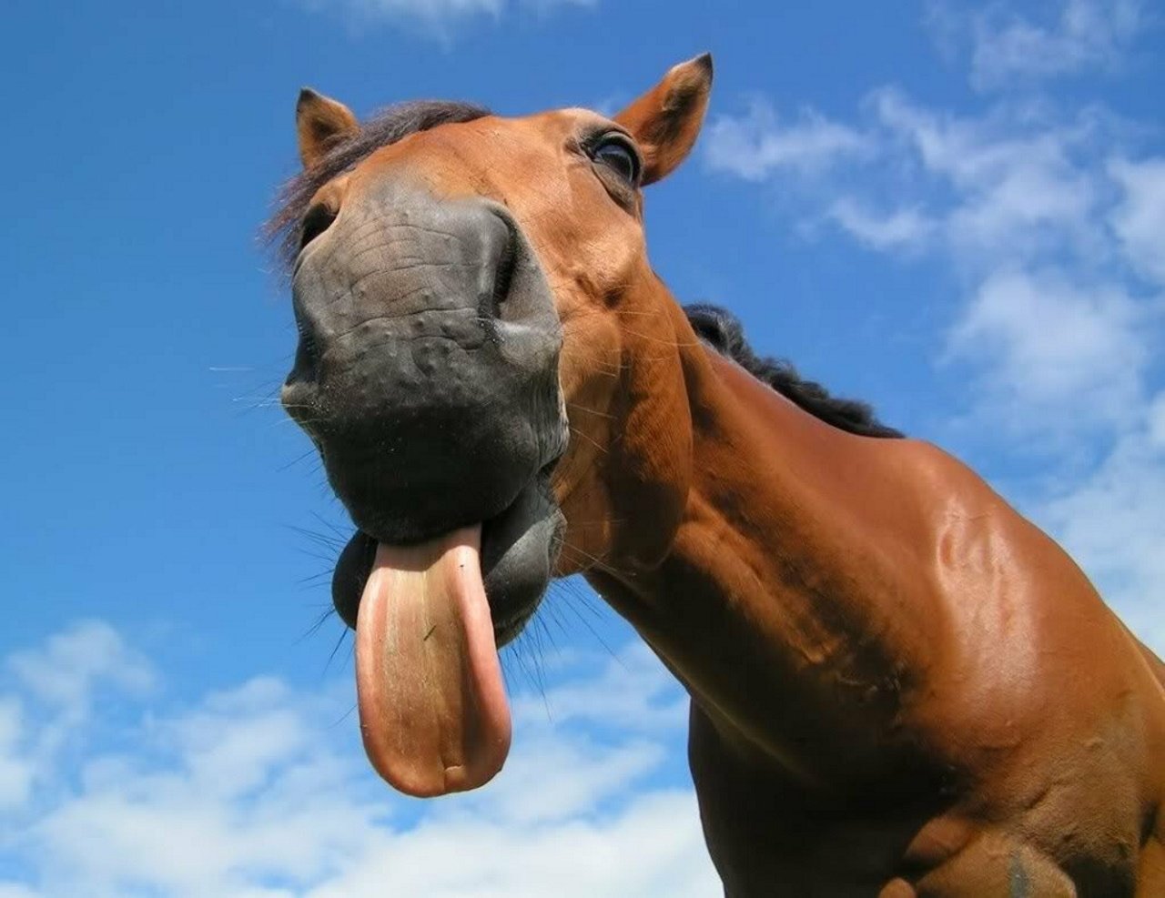 Коня споем. Смешная лошадь. Забавные лошадки. Конская морда. Лошадь с высунутым языком.