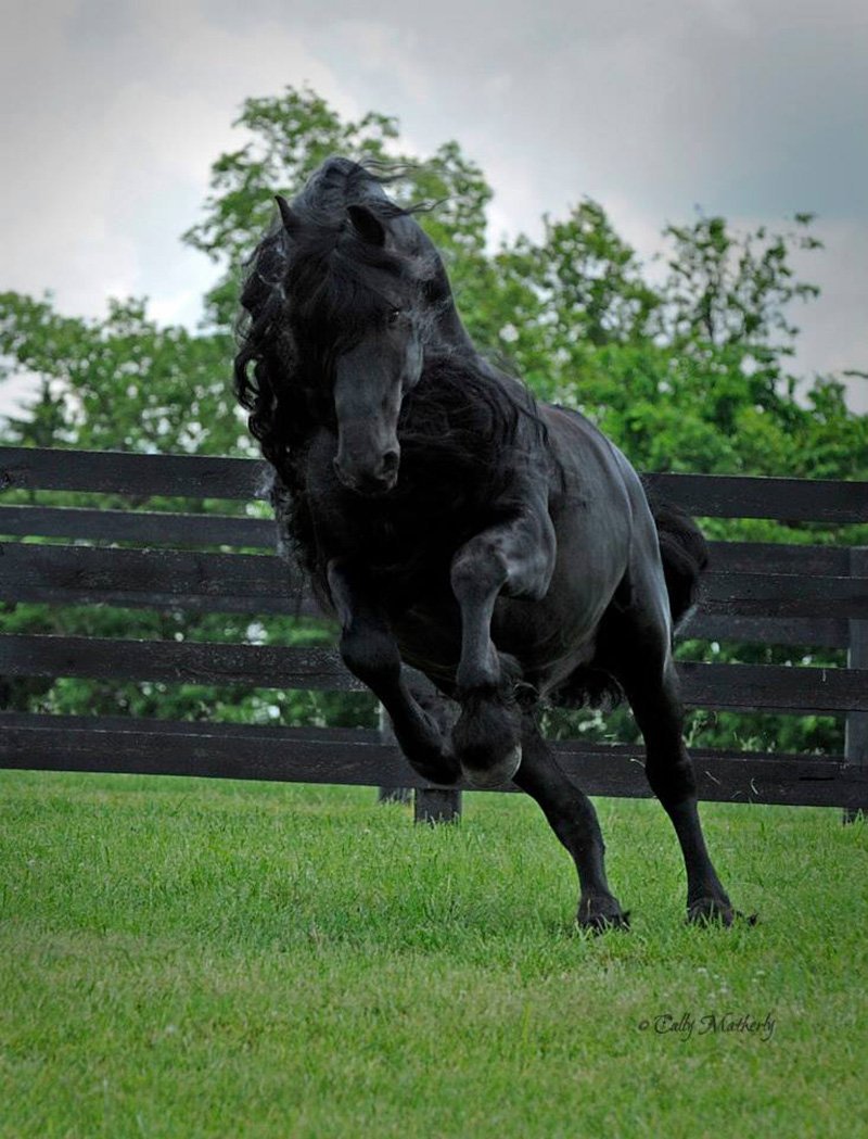 Фризская лошадь Фридрих Великий