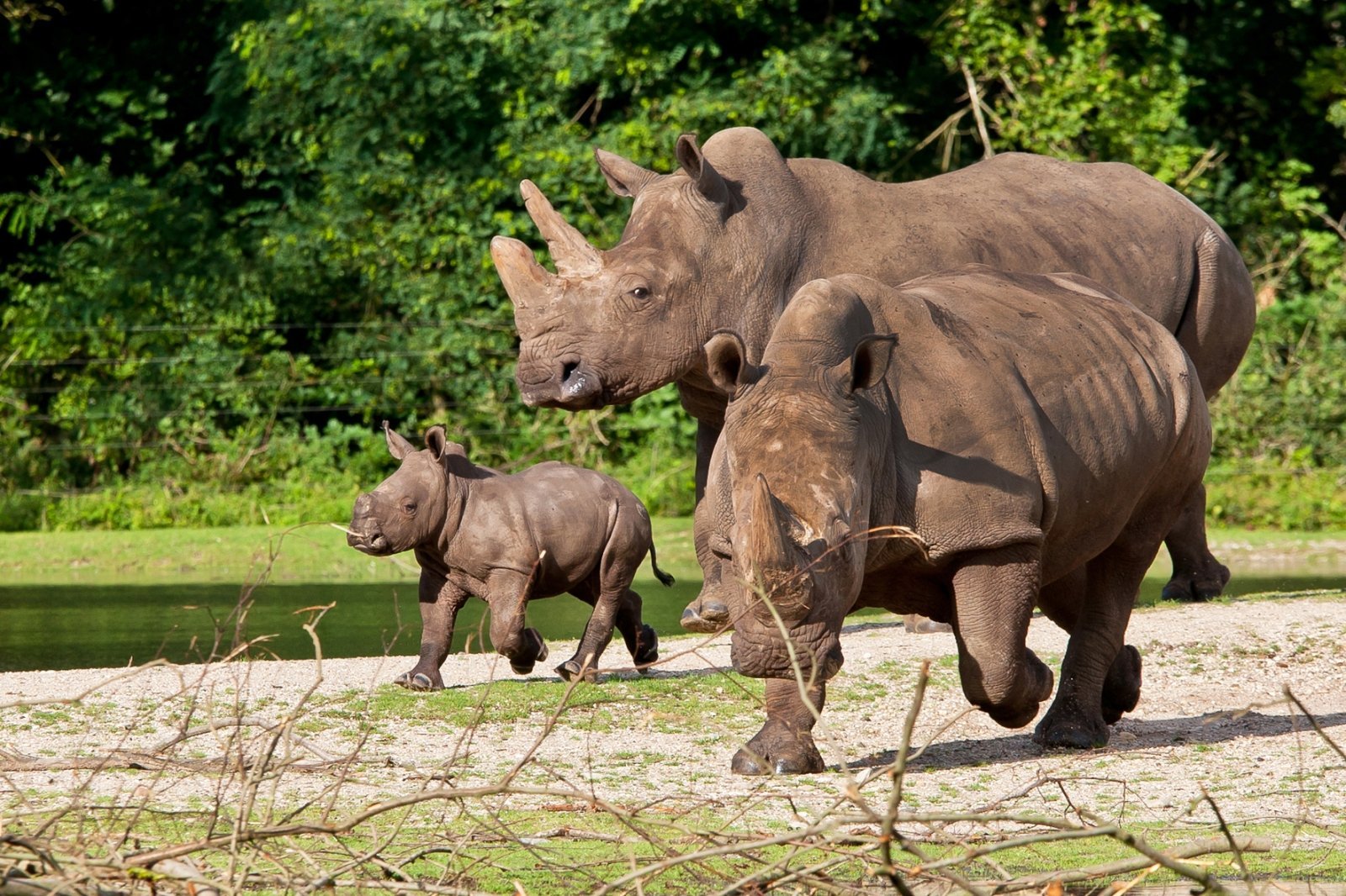 Развлечение в мире животных. Мир животных носорог. Семейство носороговых. Семья Носорогов.