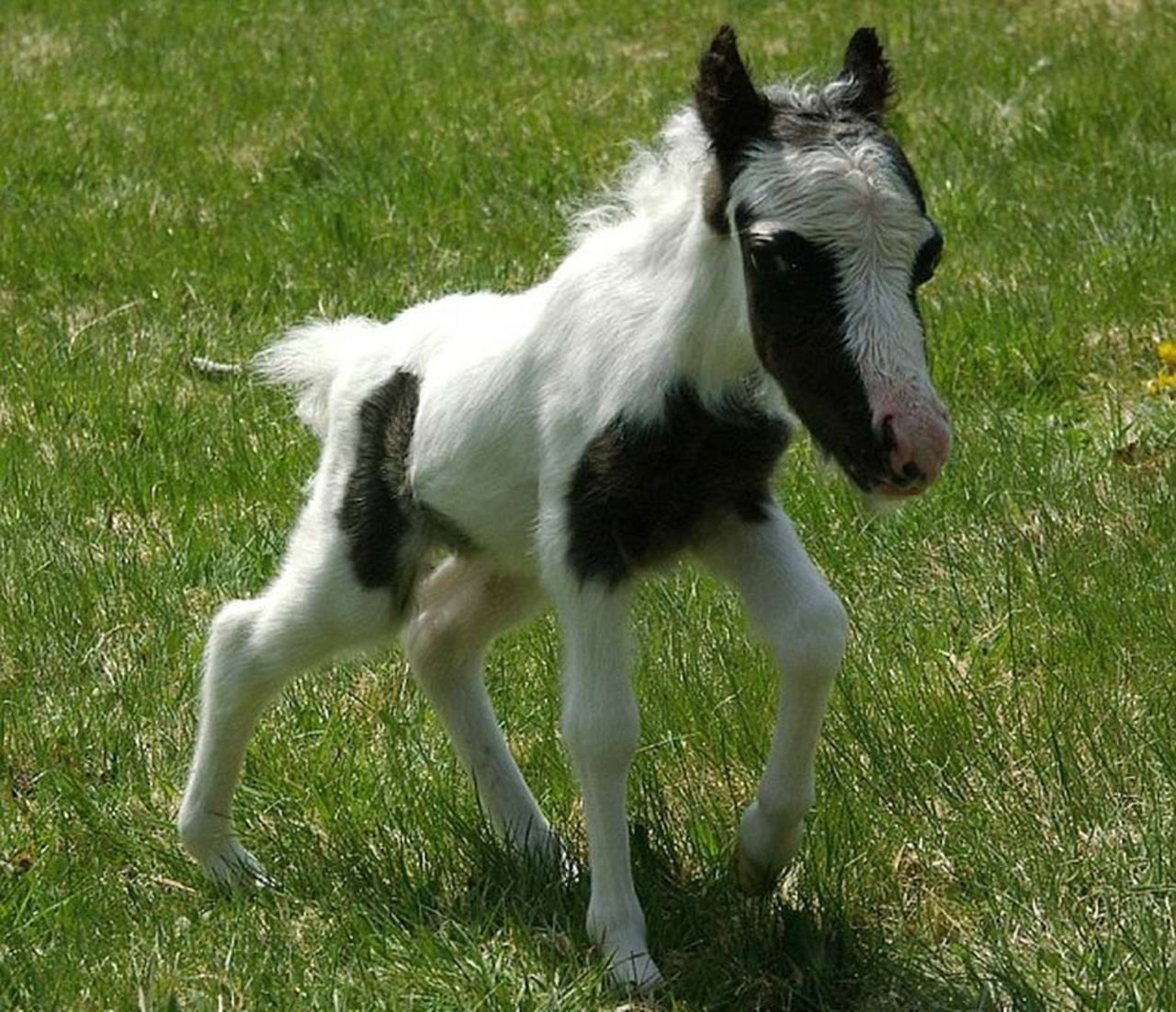 Наименьшая лошадь в мире. Жеребенок Фалабелла. Самая маленькая лошадь Эйнштейн. Литтл Пампкин самая маленькая лошадь в мире. Карликовый пони жеребенок.