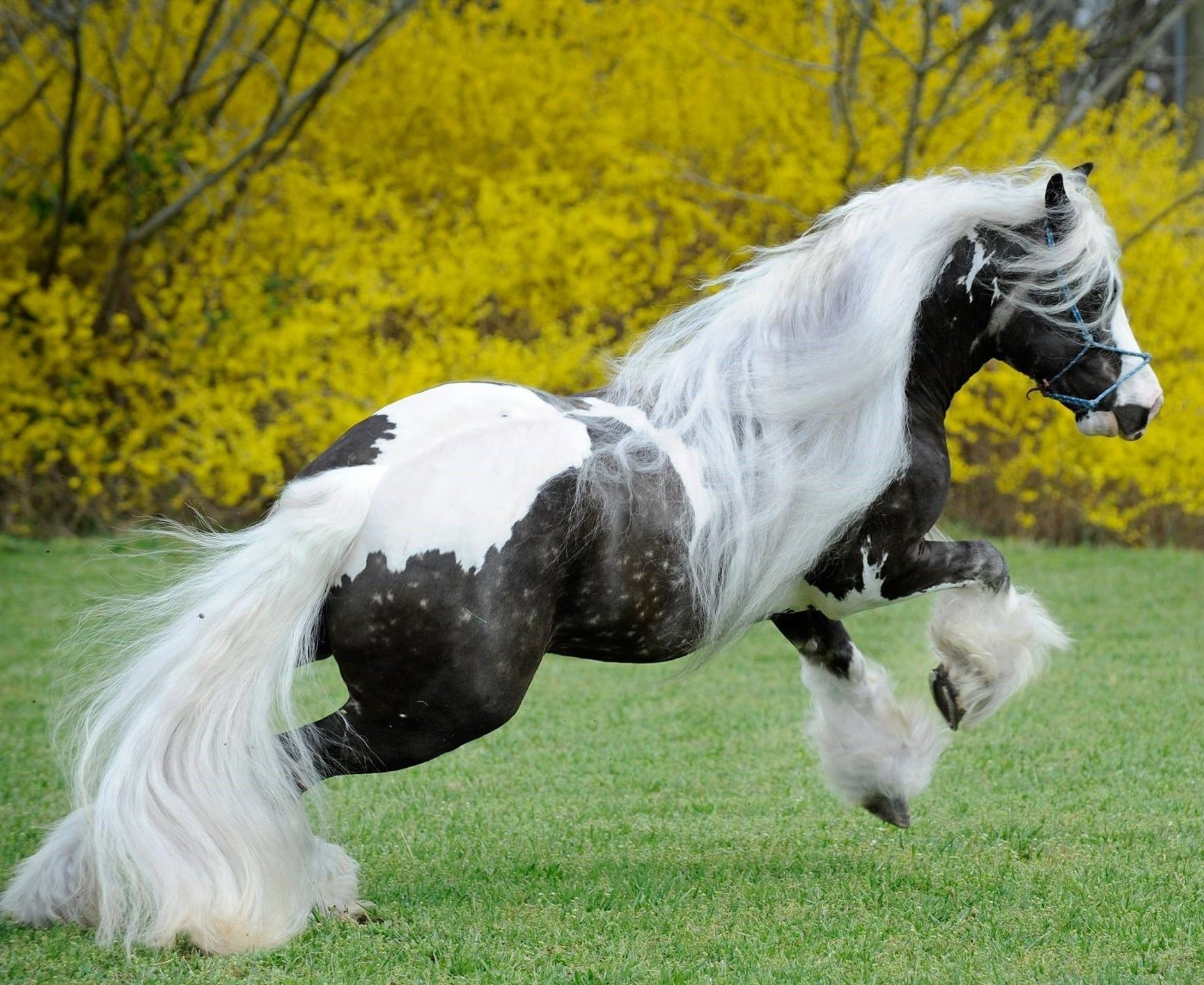 Пародия конь. Цыганская упряжная лошадь. Порода лошадей Цыганский Ваннер. Лошадь породы Gypsy Vanner. Цыганская упряжная лошадь Тинкер.