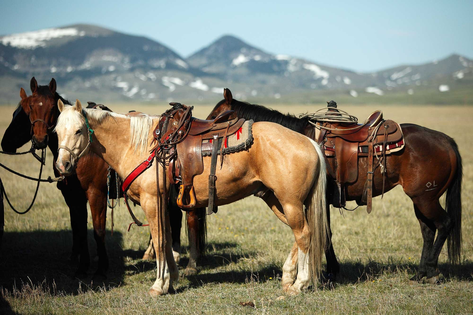 Коне америки. Монгольский Мустанг. Алтайская вьючная лошадь. Дикий гнедой Мустанг. Вьючное седло для лошади.