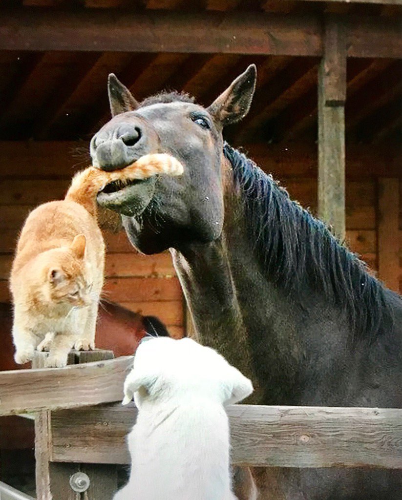Кошка лошадка. Смешная лошадь. Лошадь и собака. Лошадь и кошка. Кот на лошади.