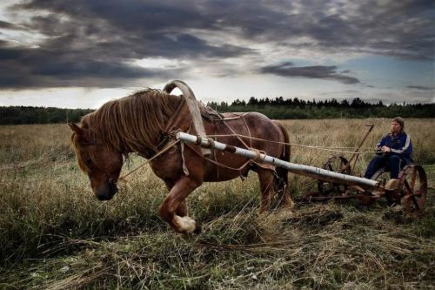Невдалеке стояла телега. Лошадь в поле. Лошади в деревне. Телега деревенская. Рабочая лошадь.