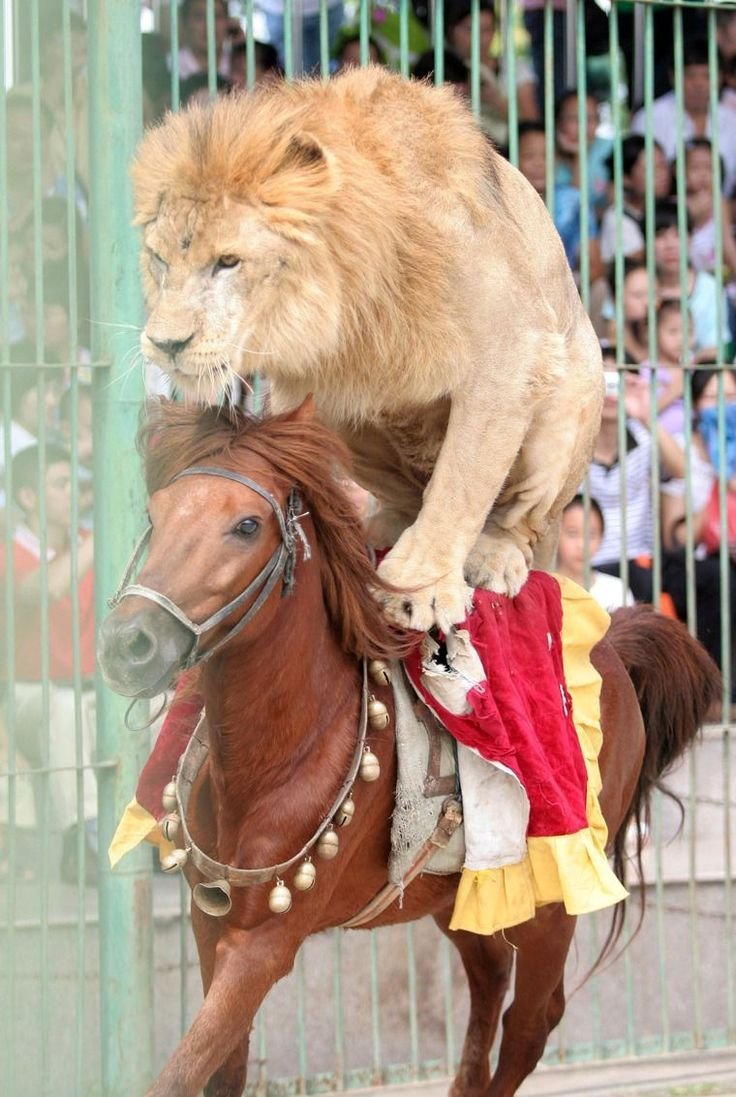 Лев и лошадь