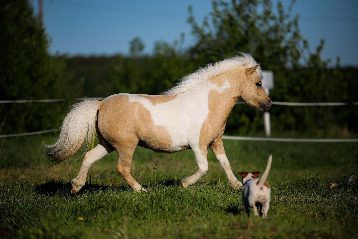 Маленькая лошадка пони. Лошади породы Фалабелла. Пони Фалабелла. Карликовая лошадка Фалабелла. Пони Фалабелла рост.