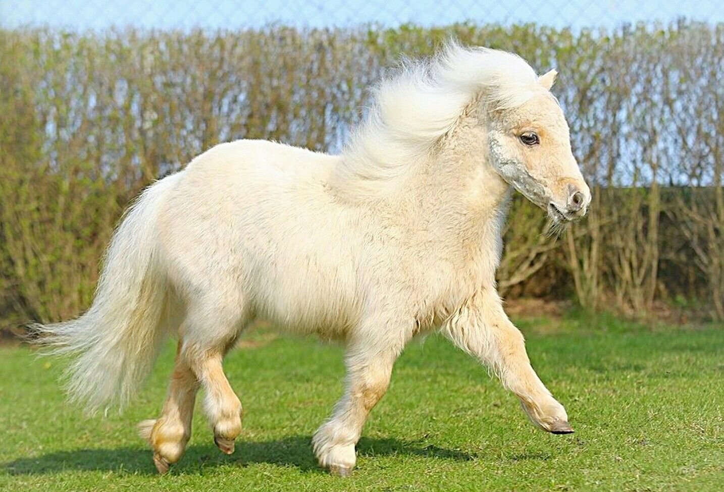 Маленькая лошадка пони. Пони шетлендской породы. Шетлендский пони с жеребенком. Лошадь породы шетлендский пони. Лошадь Шетландский пони.