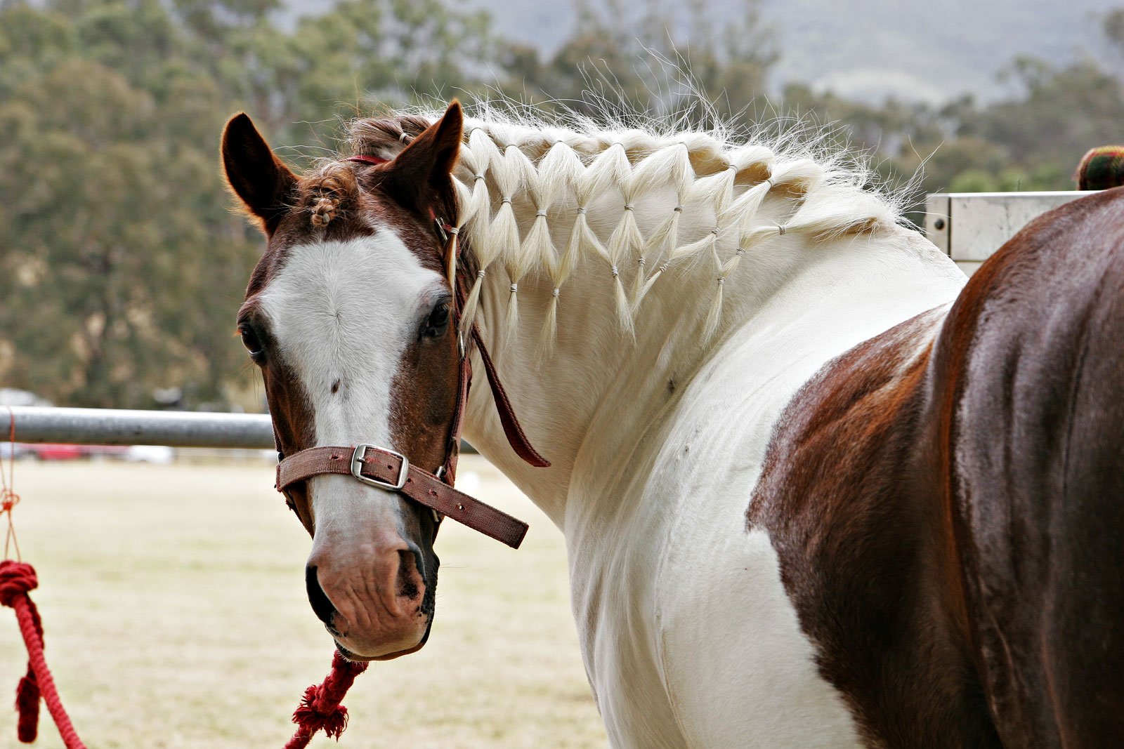 Нужны лошадки. Прически для лошадей. Лошадь с косичками. Грива лошади. Красивая стрижка лошадей.