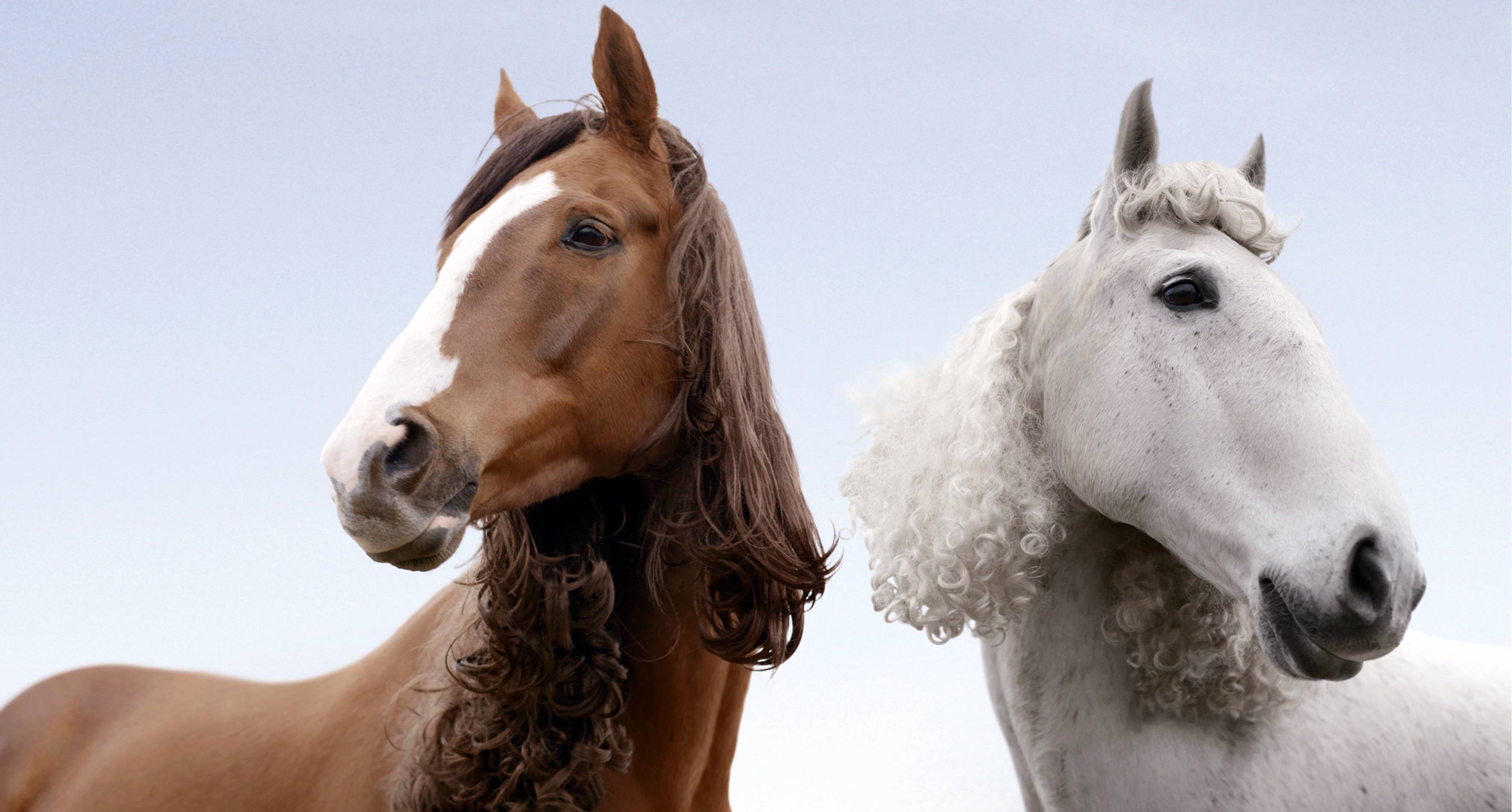 2015 год лошадь. Лошадиные прически. Прически для лошадей. Грива лошади. Прическа лошадка.