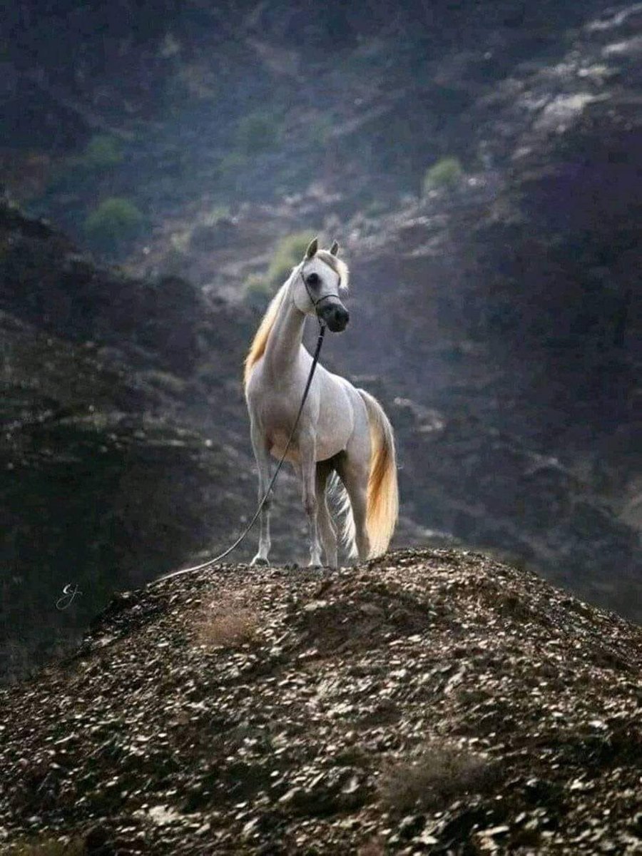 Конь на горе