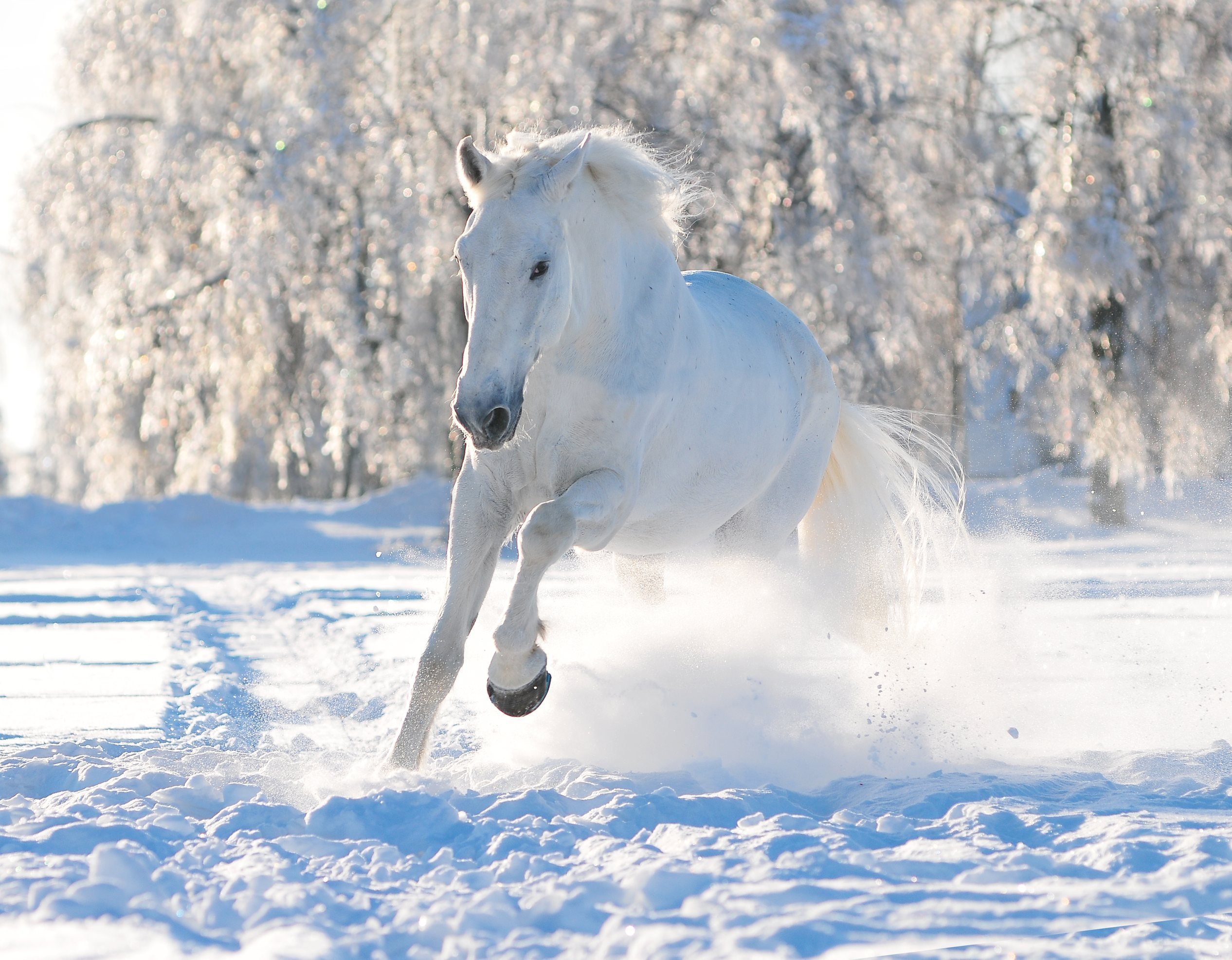 На коне в снегу. Белая лошадь. Лошади зимой. Лошади в снегу. Красивая белая лошадь.