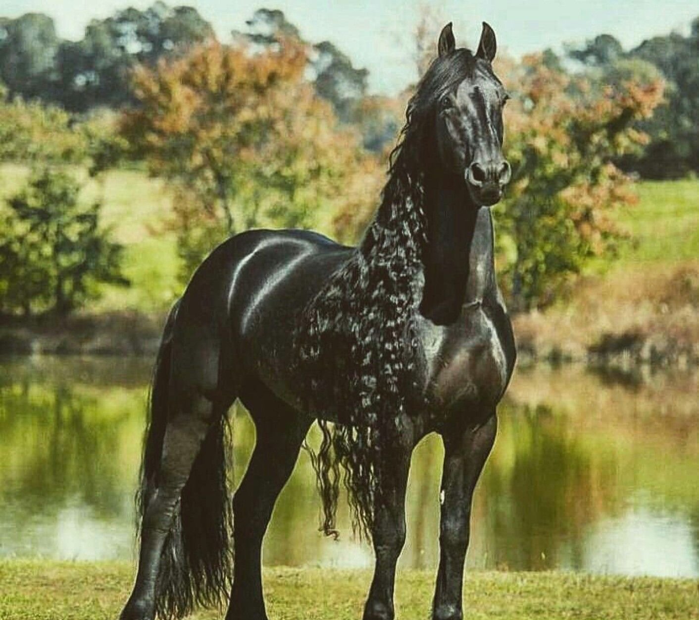 Породистый конь. Фриз Фризская лошадь. Фредерик Великий Фризская лошадь. Пегая Фризская лошадь.