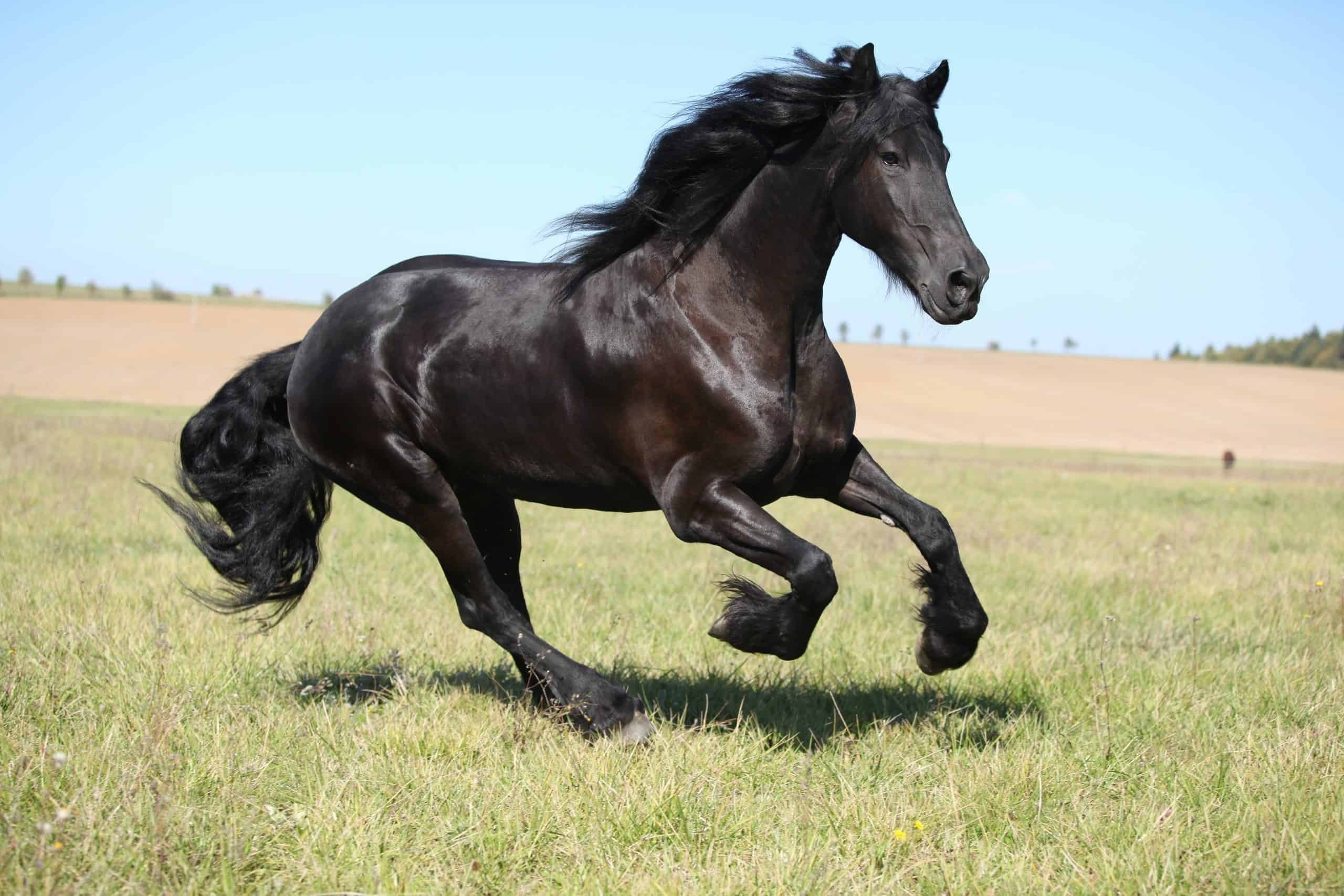 Породистый конь. Фриз Фризская лошадь. Фредерик Великий Фризская лошадь. Friesian порода лошадей-. Пегая Фризская лошадь.