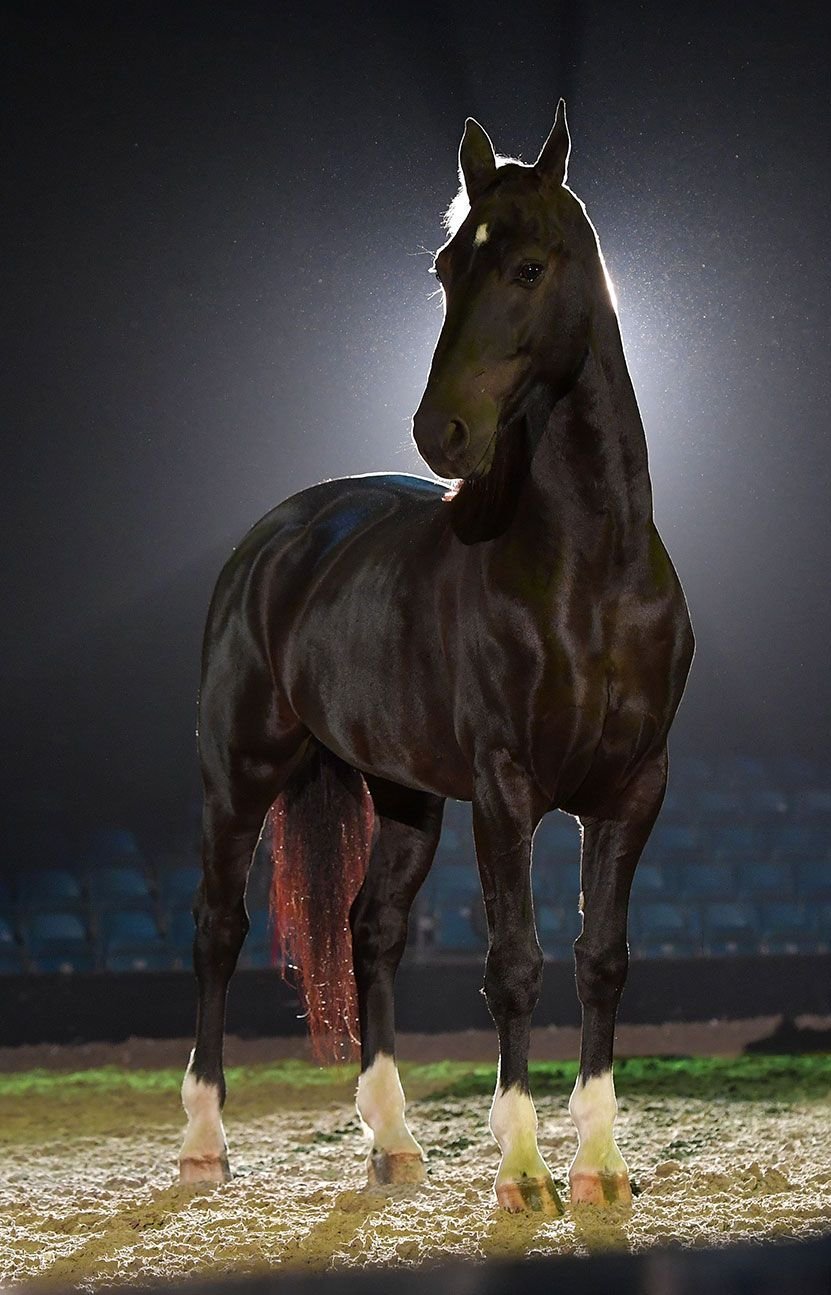 Самые дорогие коне. Самая красивая лошадь в мире. Самые красивые лошади. Дорогие лошади. Самый красивый конь.