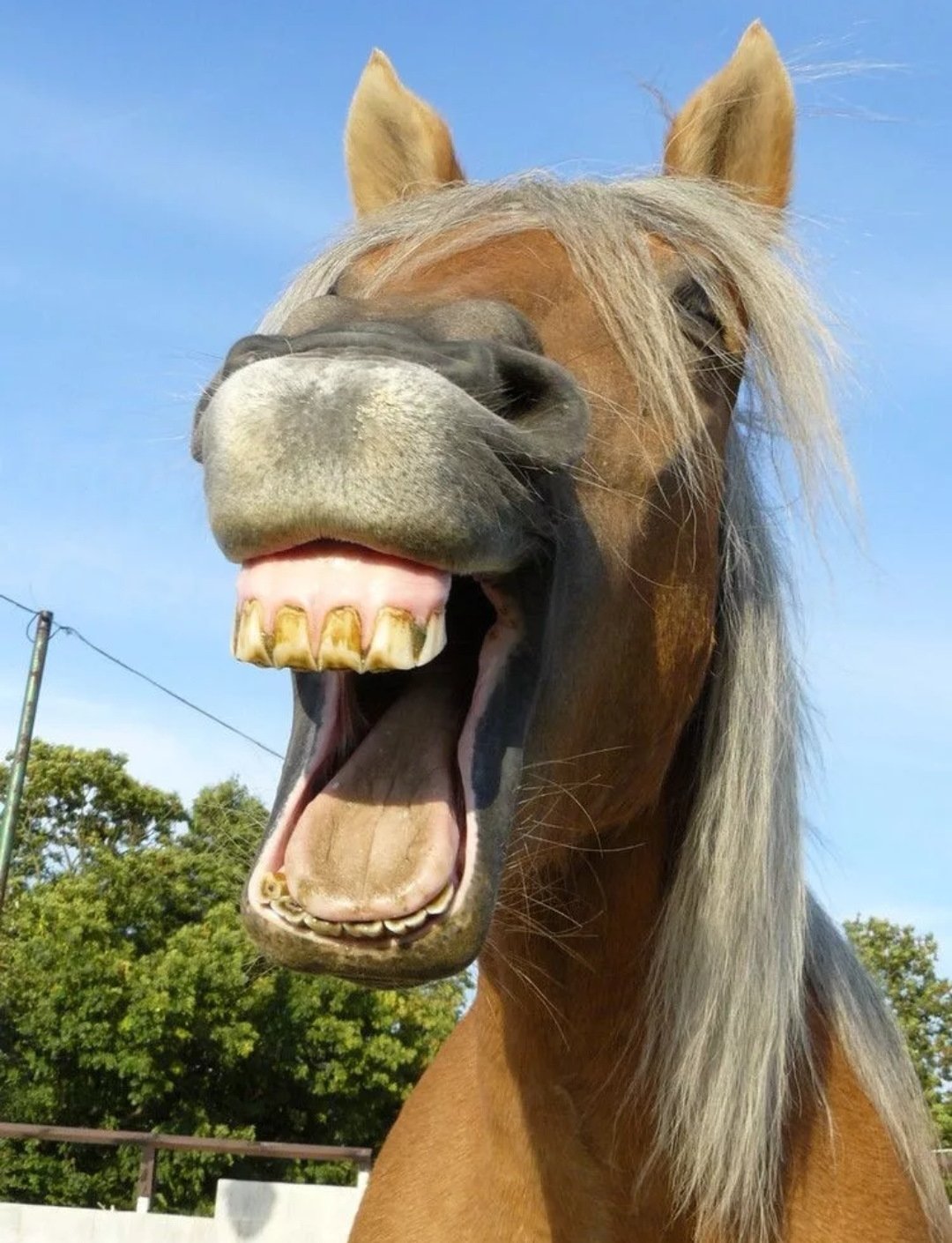 Лошадь прикольные картинки. Лошадь ржет. Улыбка лошади. Лошадь смеется. Смешной конь.