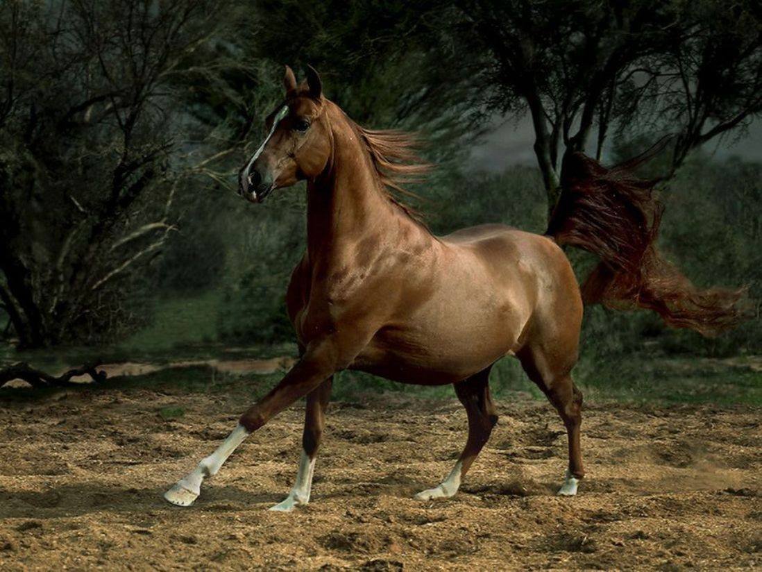 Horse pictures. Войтек Квятковский. Войтек Квятковский фото лошадей. Красивые лошади. Красивый конь.